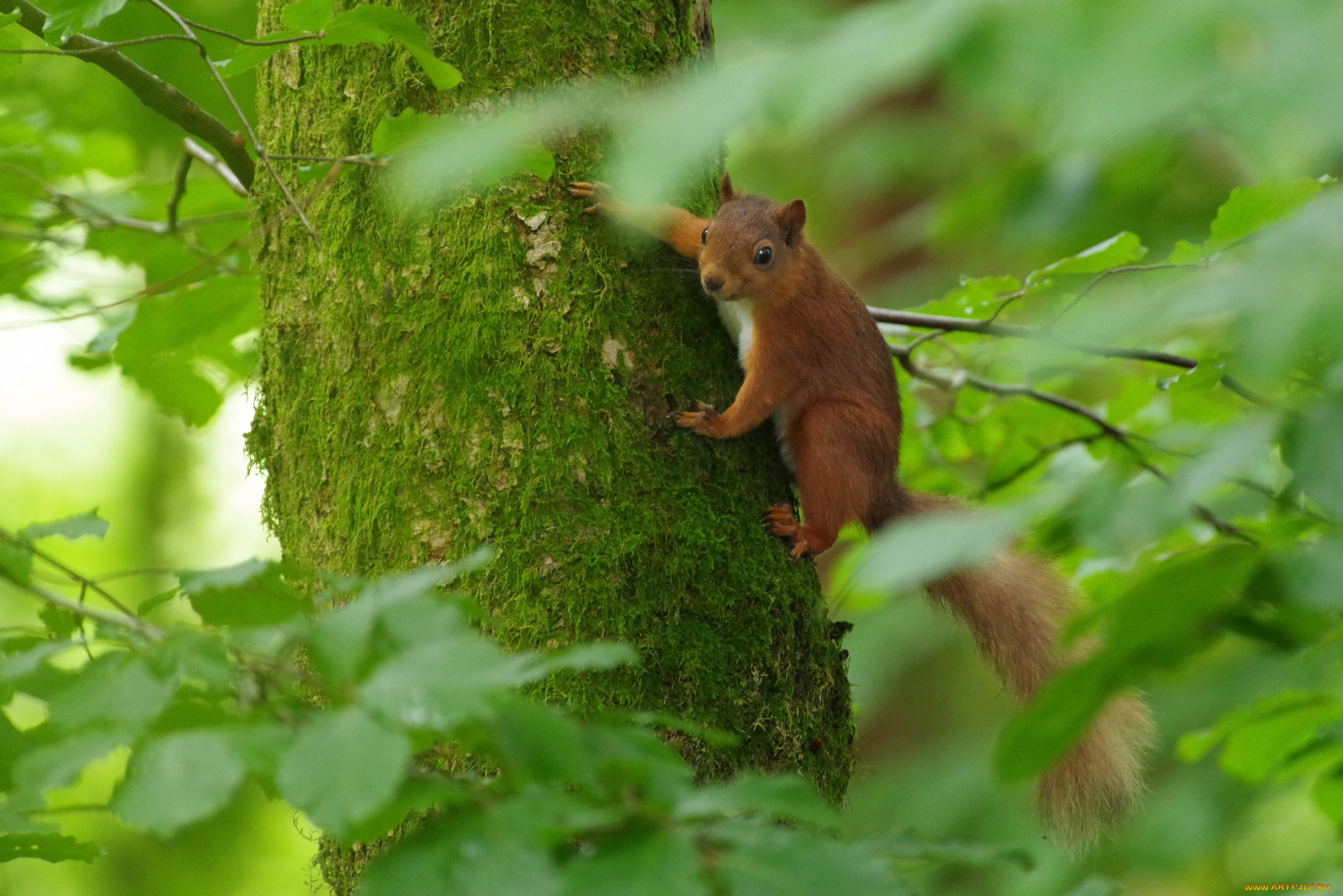 животные, белки, милашка, хвостик, лапки, ушка, белка