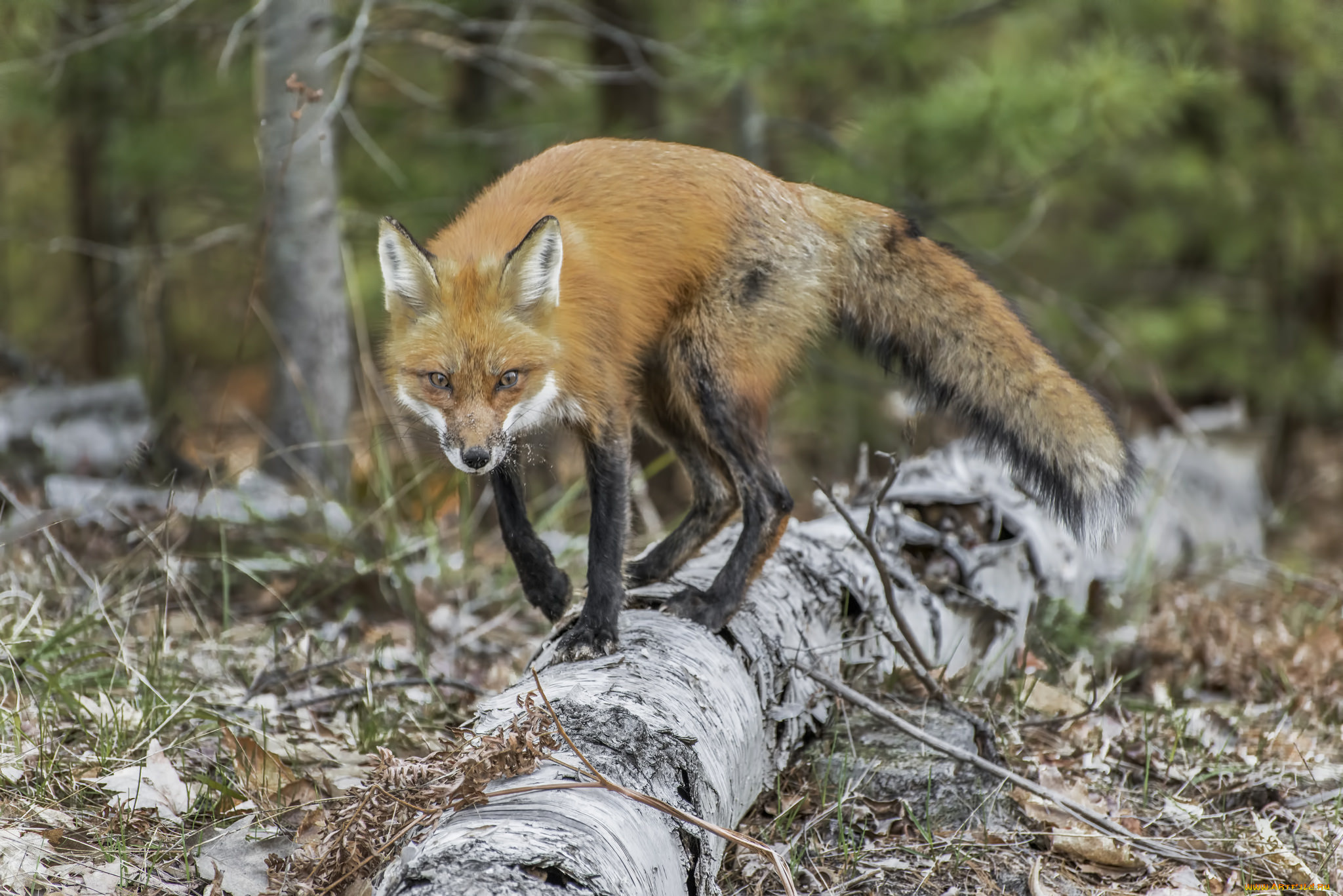животные, лисы, лисичка