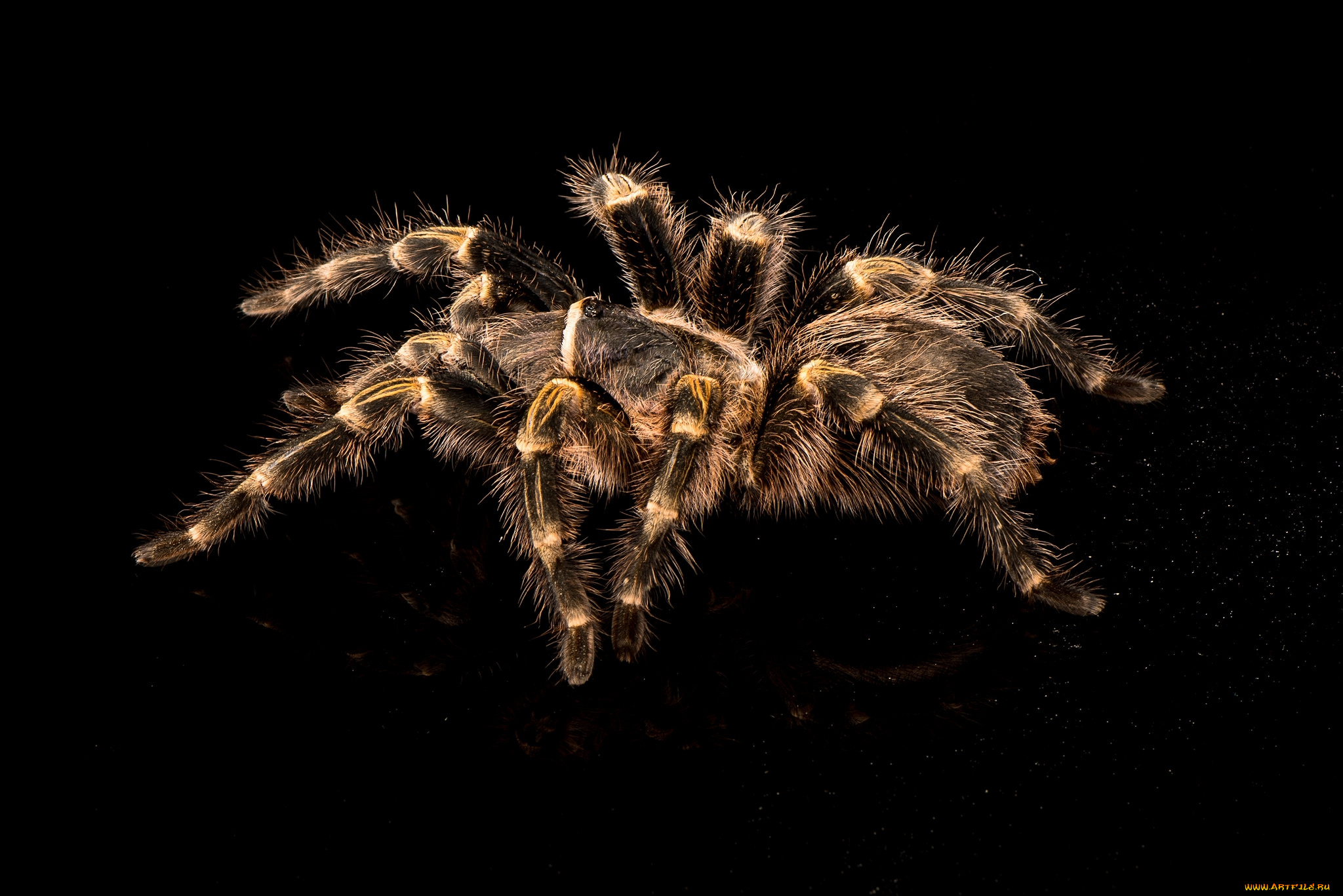 животные, пауки, тарантул