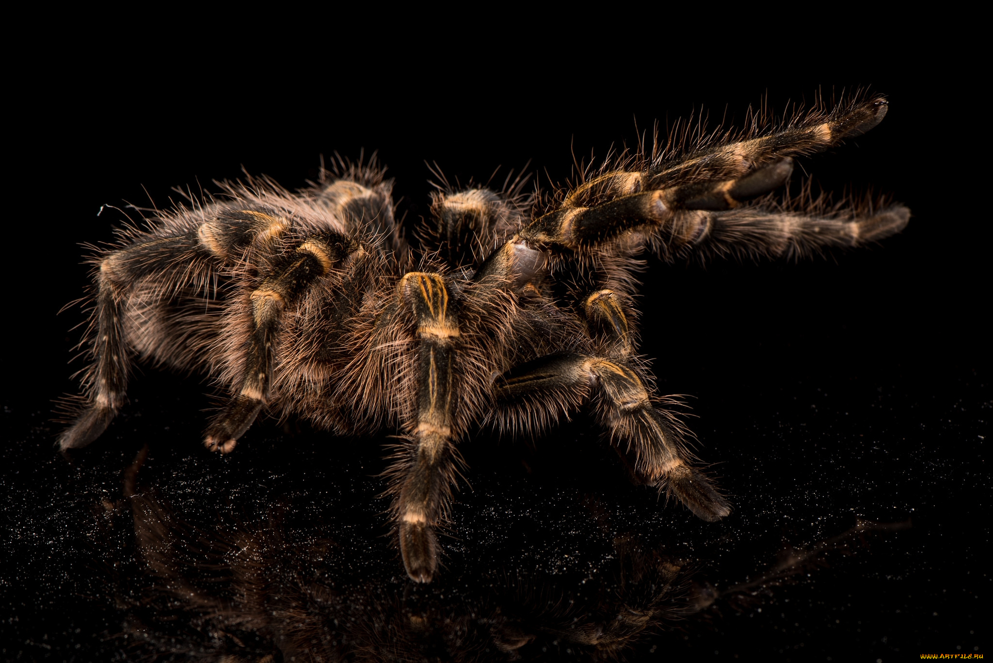 животные, пауки, тарантул
