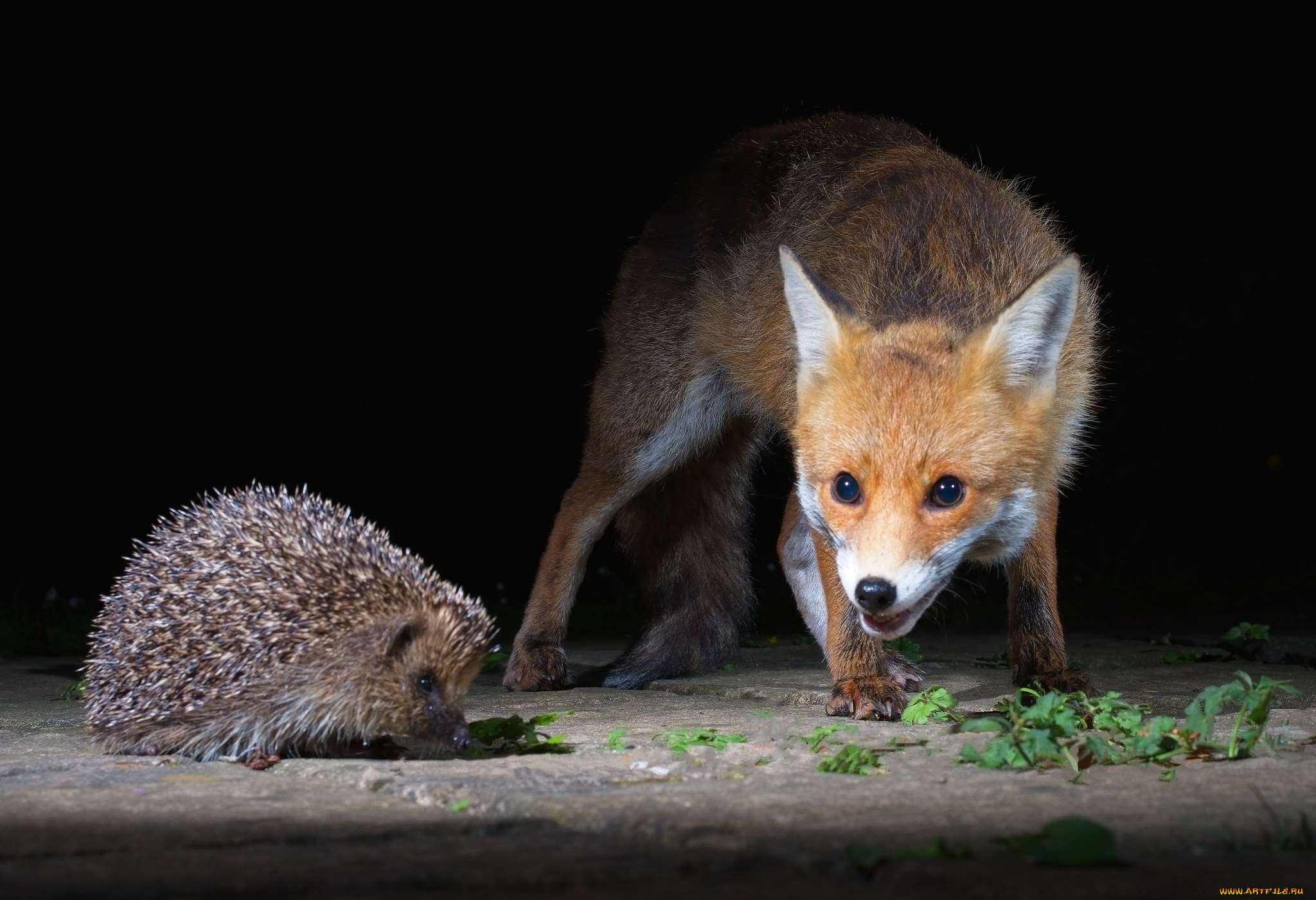 животные, разные, вместе, лисичка
