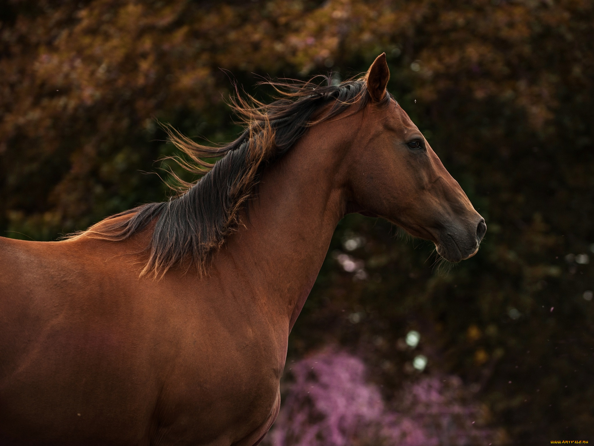 животные, лошади, гнедой, красавец, грива, морда, профиль