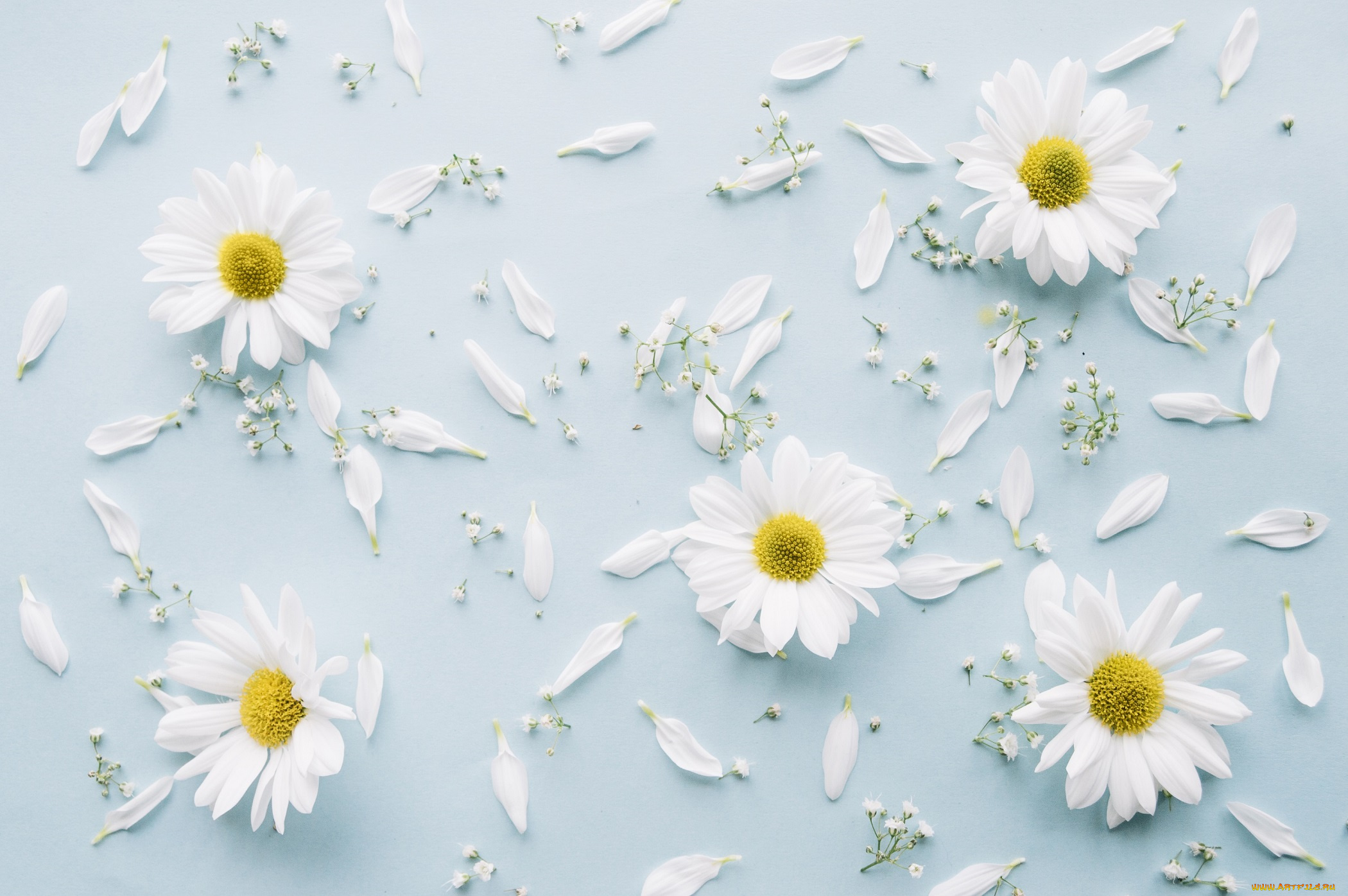 цветы, хризантемы, фон, ветка, декор