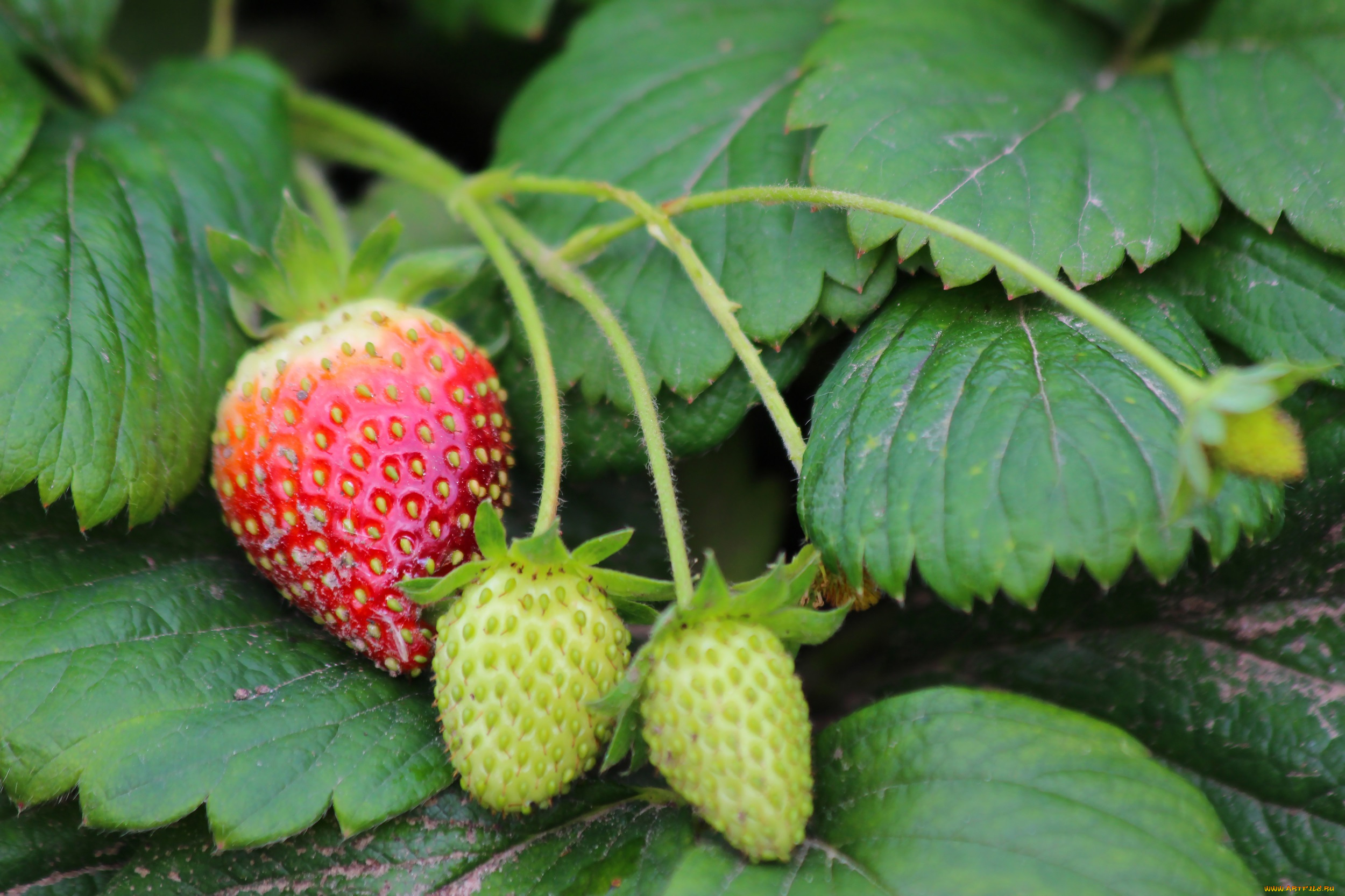 природа, Ягоды, ягоды, октябрь, осень, клубника, ремонтантная