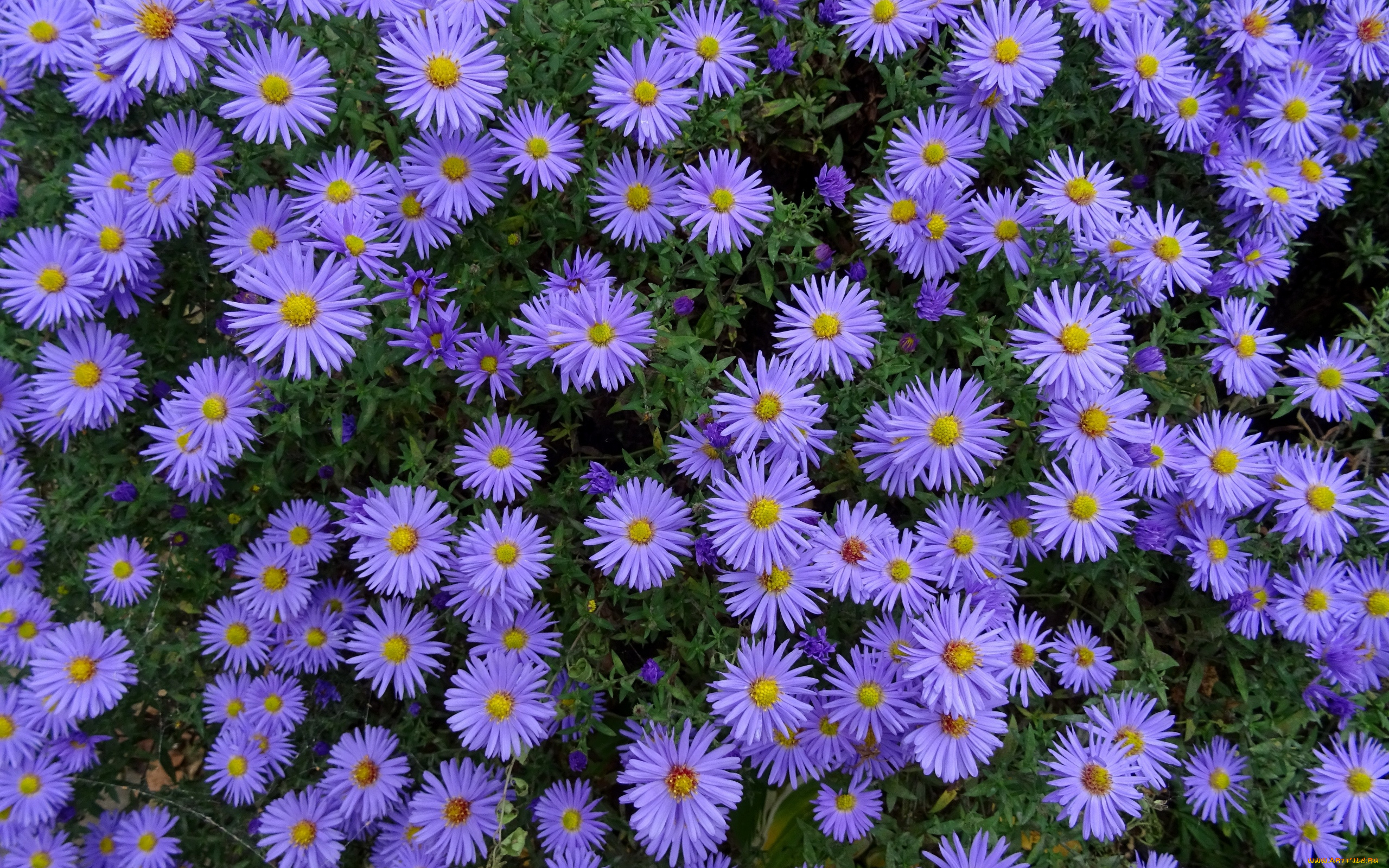 цветы, астры, сиреневый