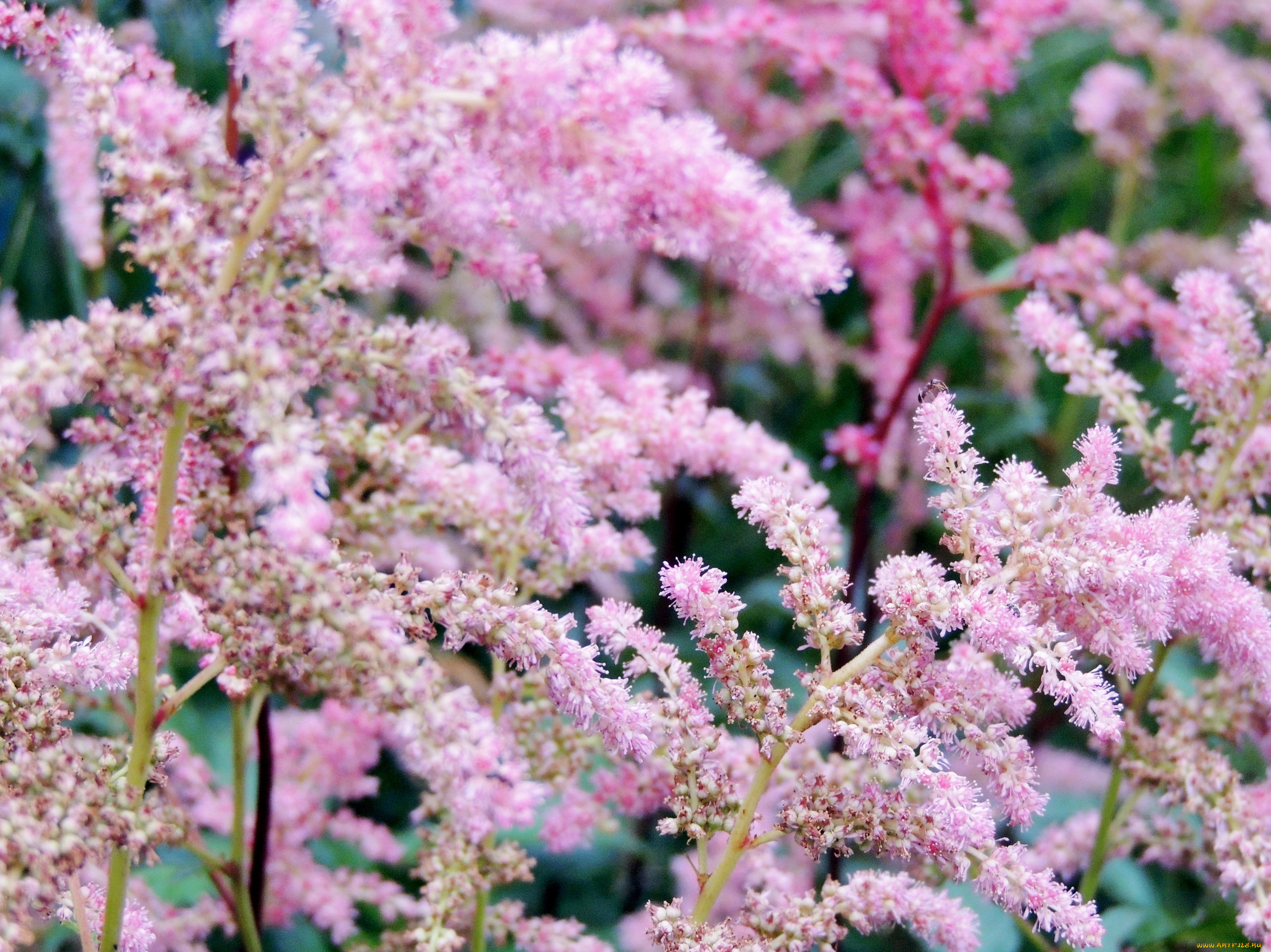 цветы, астильбы, розовый