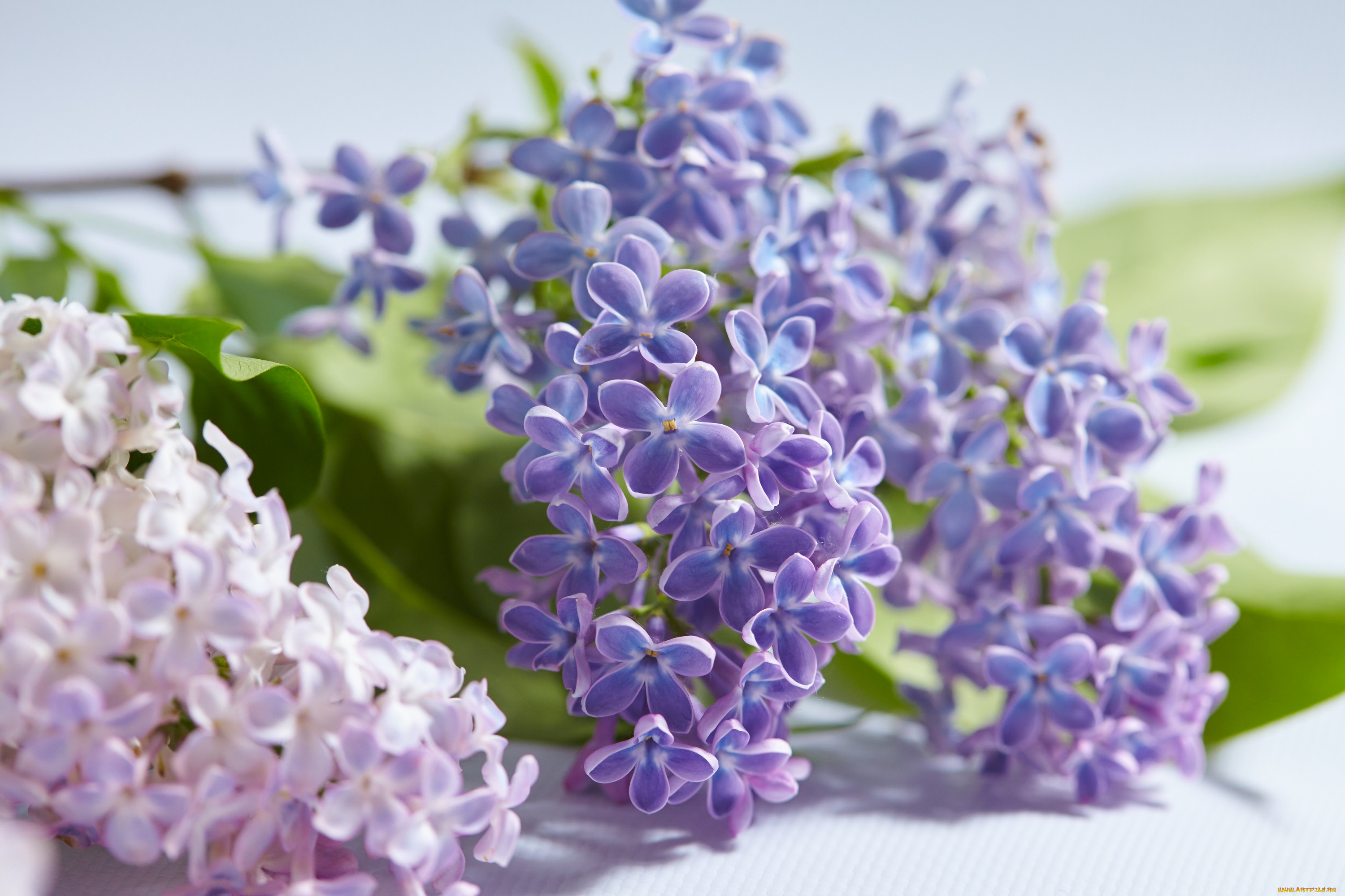 цветы, сирень, цветение, весна, листья