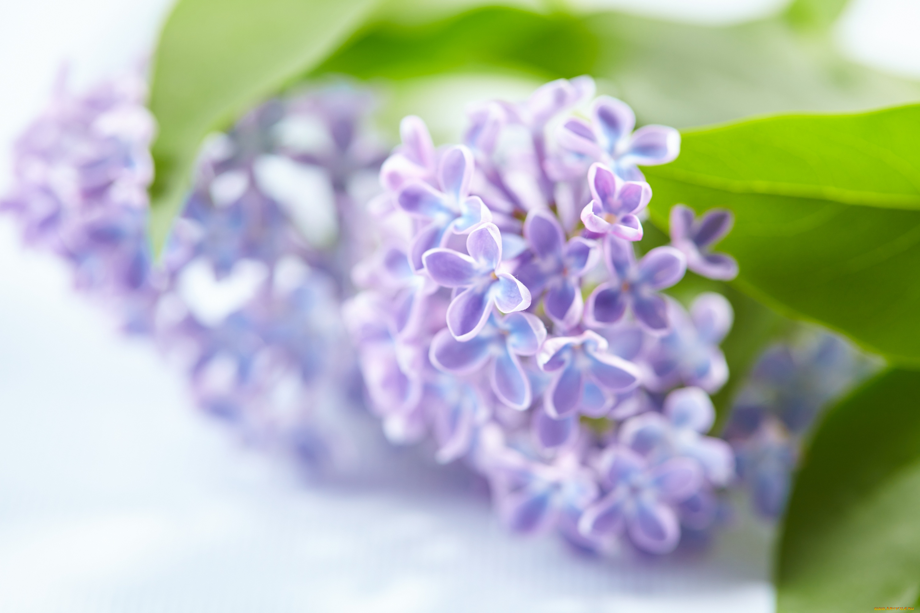 цветы, сирень, лепестки, цветение, сиреневые