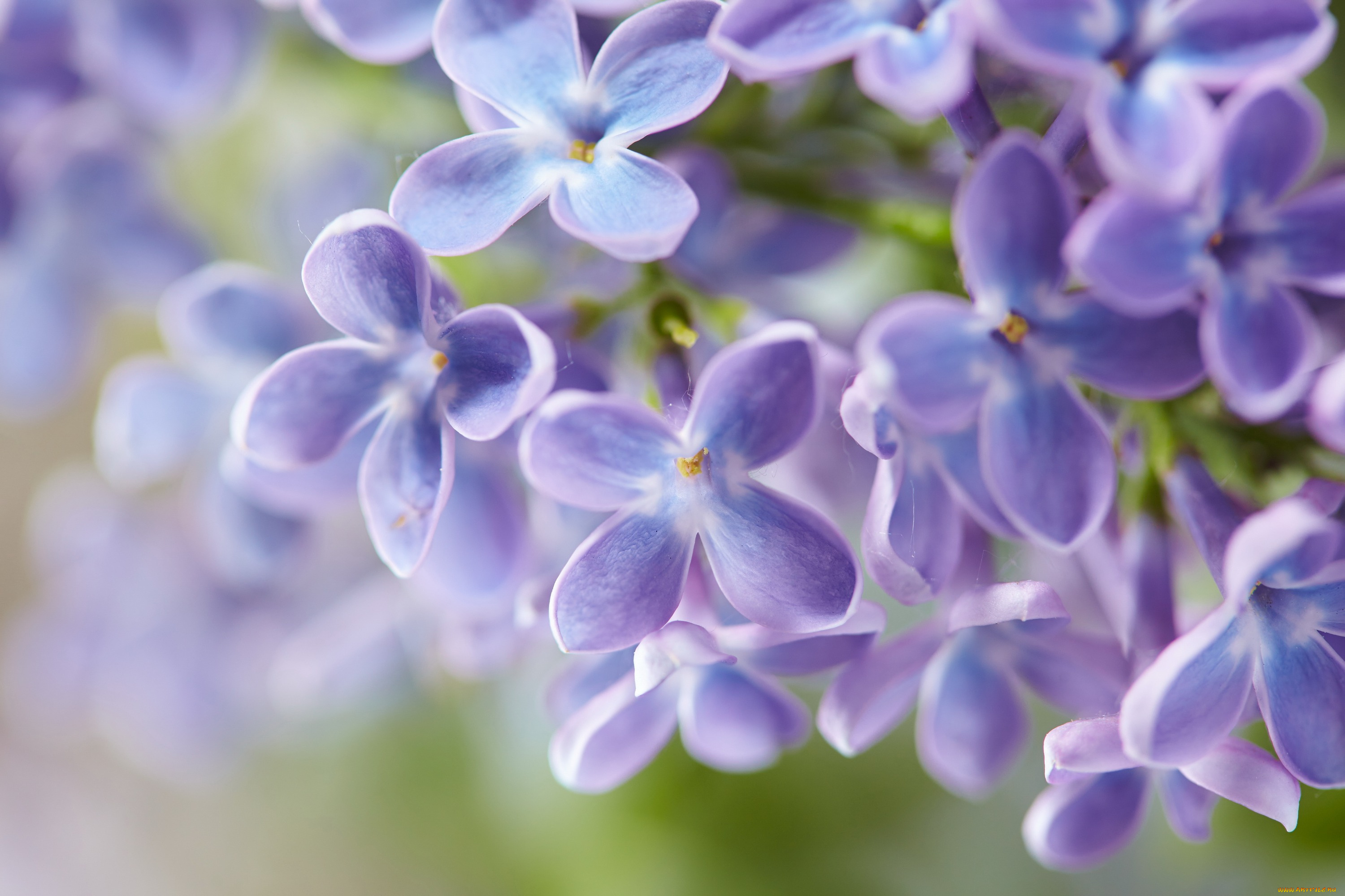 цветы, сирень, лепестки, цветение, сиреневые