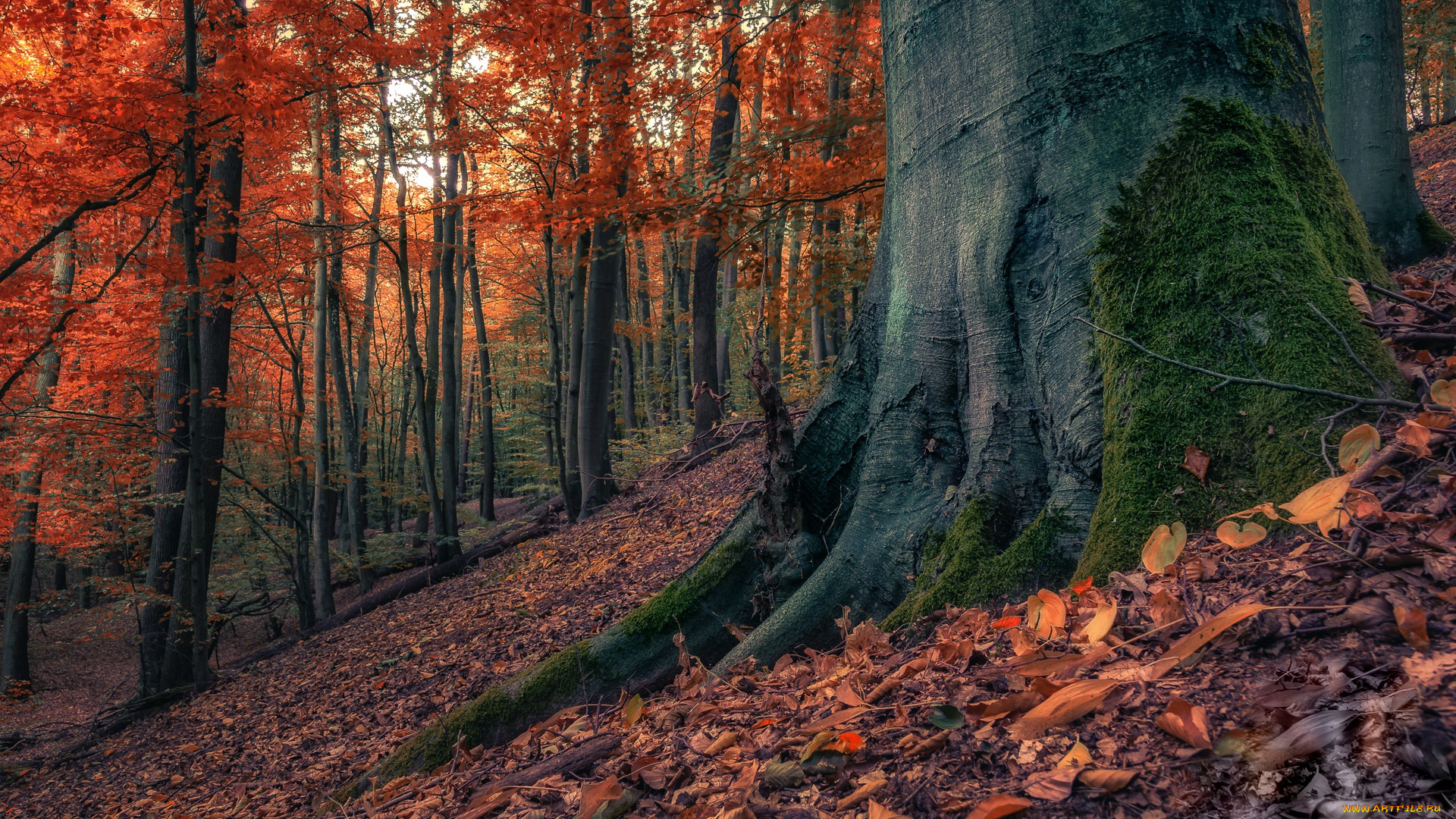 природа, лес, осень