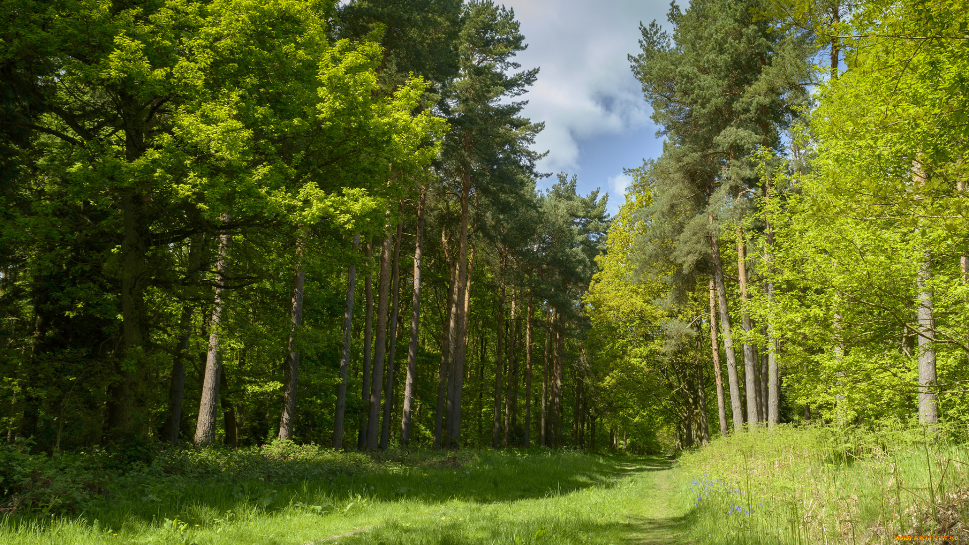 природа, лес, простор