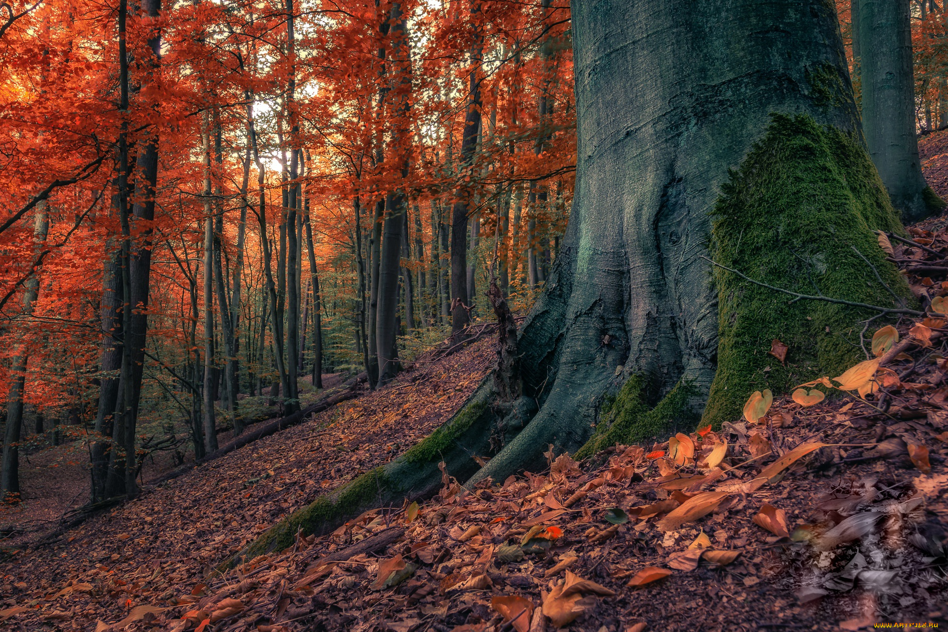 природа, лес, осень