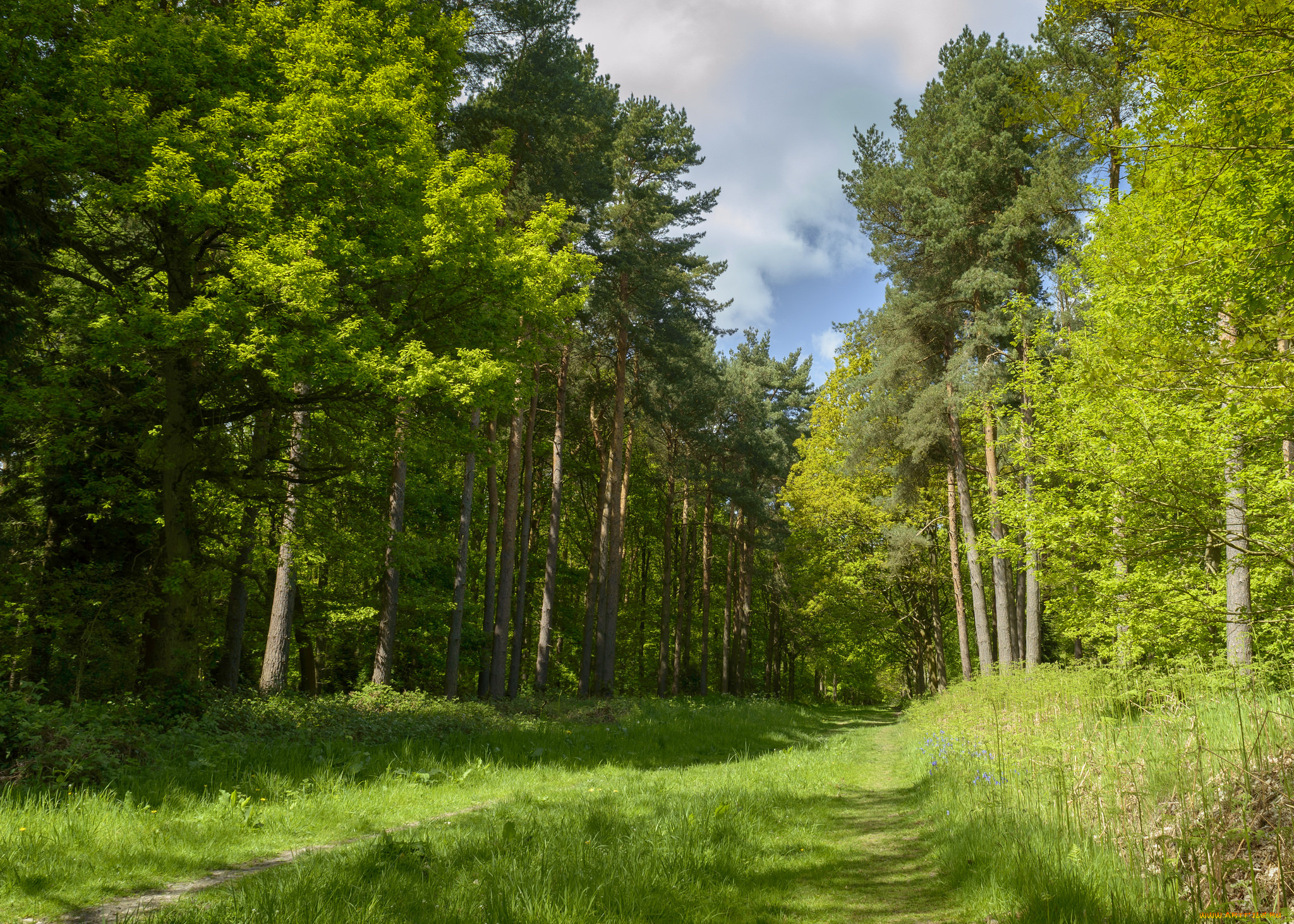 природа, лес, простор