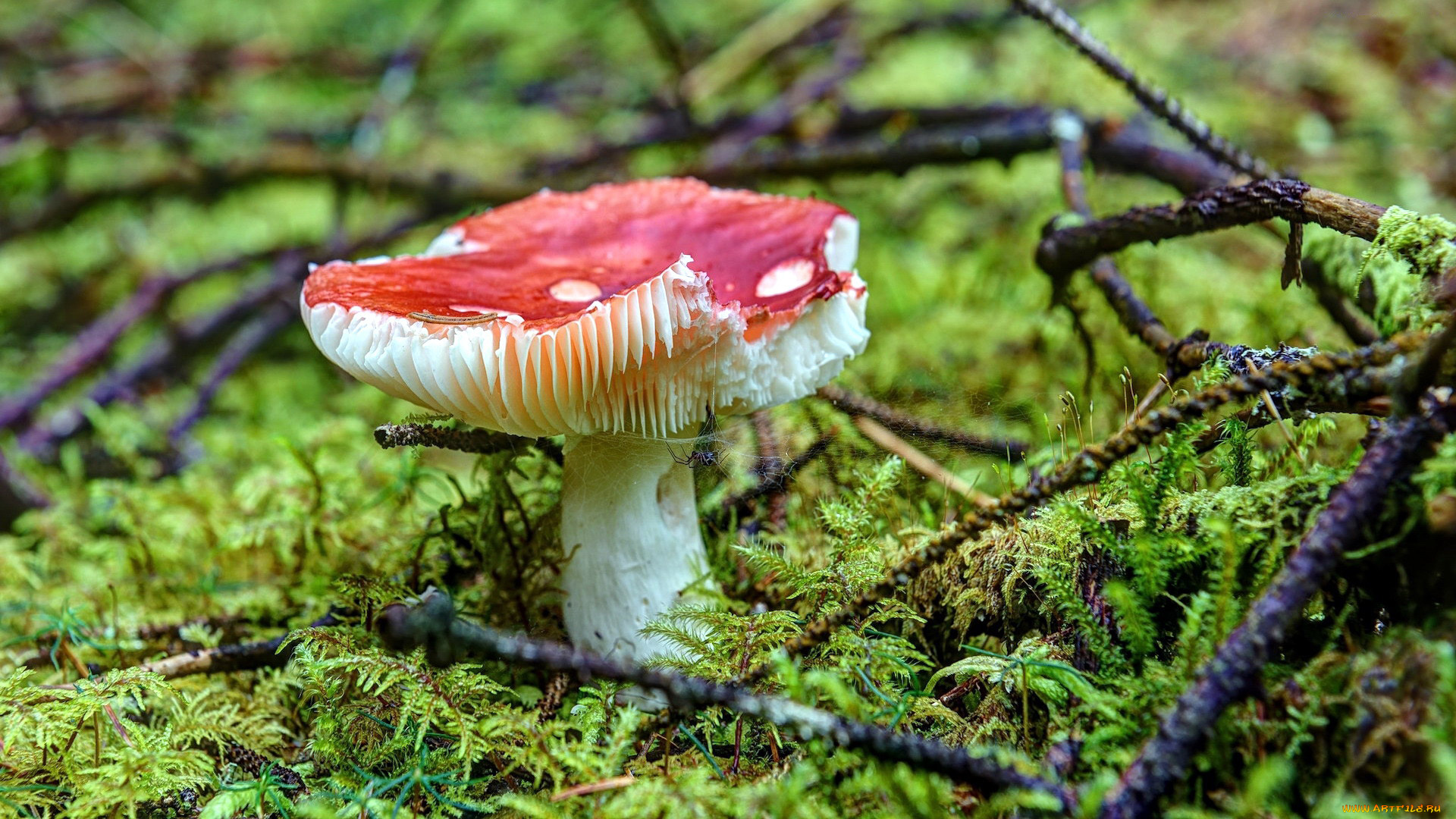 природа, грибы, , мухомор, мухомор