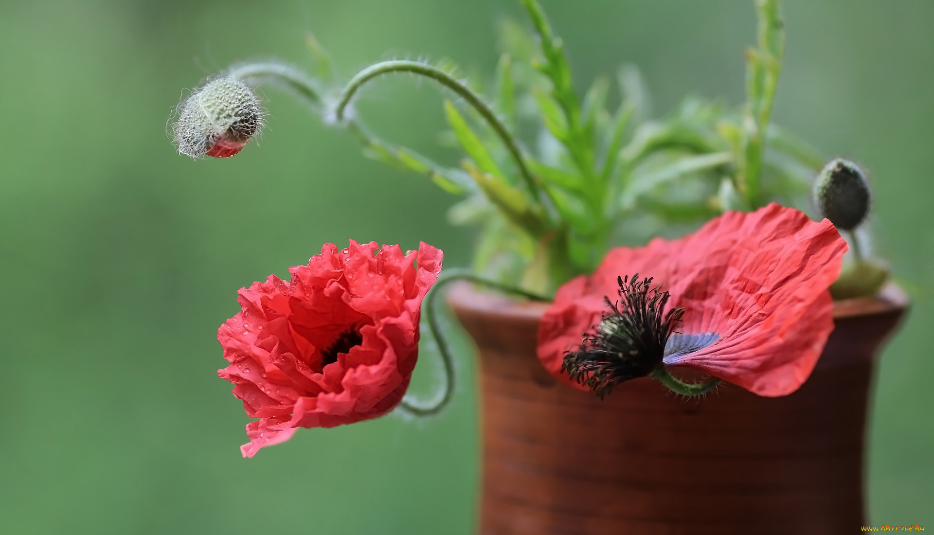 цветы, маки, горшок, мак, бутоны, алый