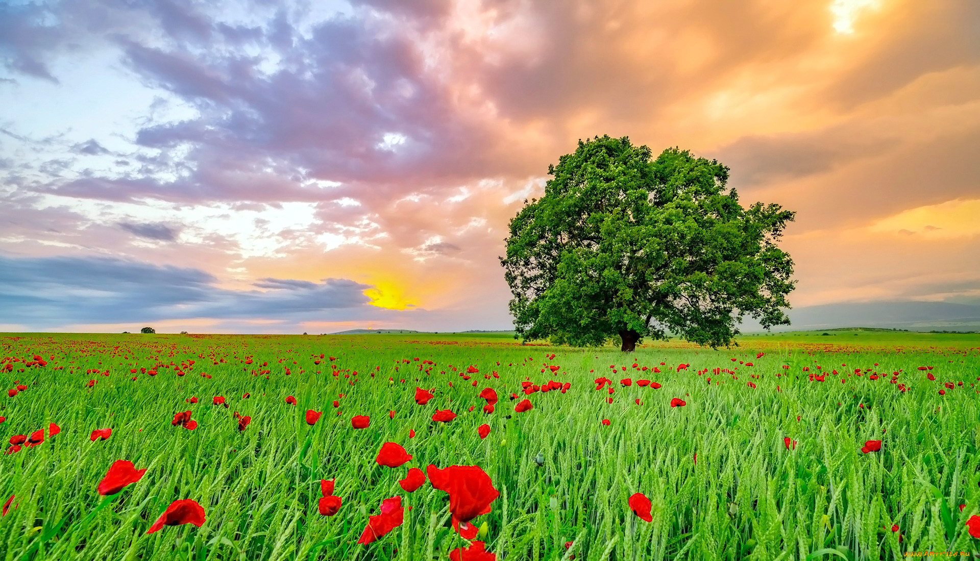 природа, луга, закат, луг, маки