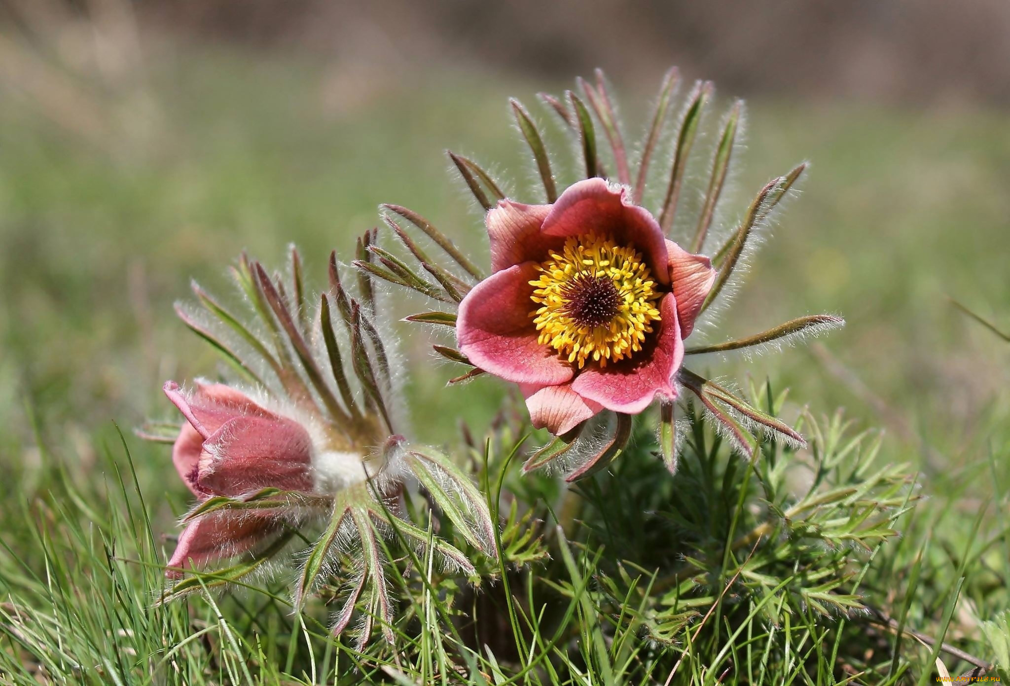 цветы, анемоны, , сон-трава, сон-трава