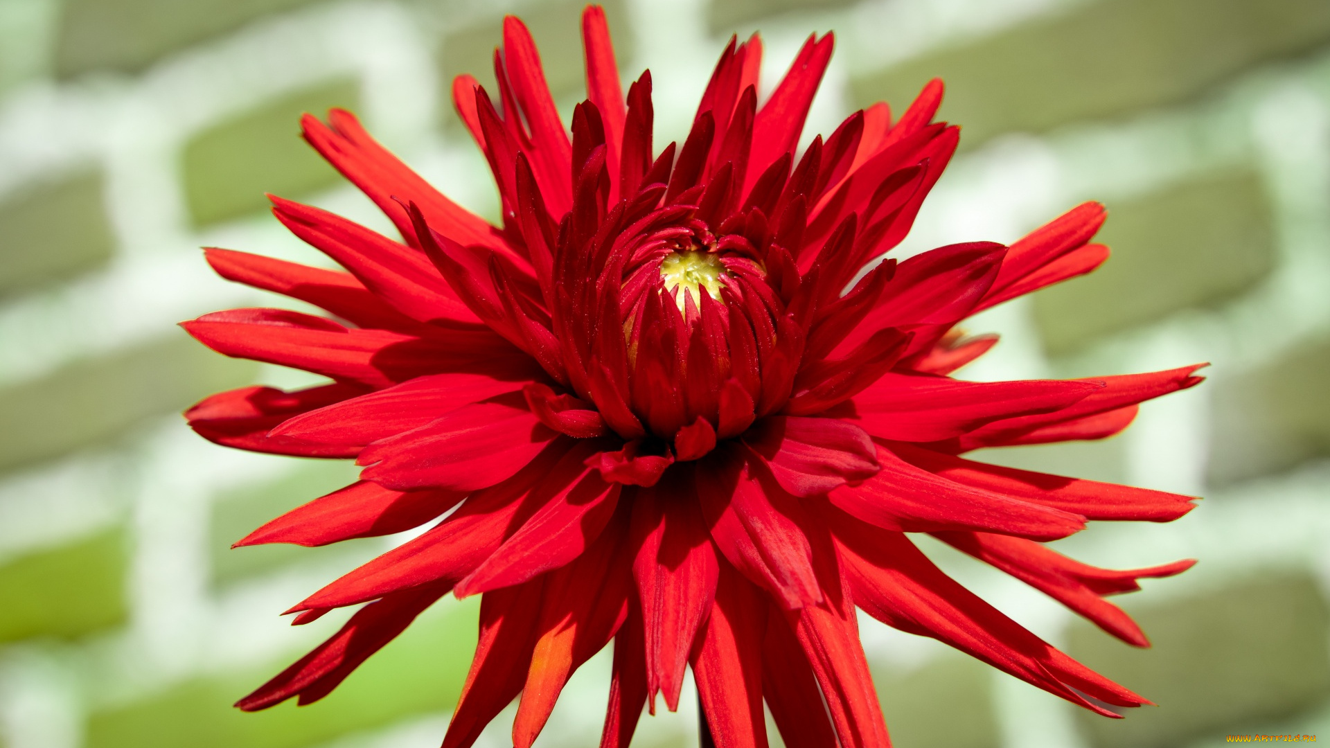 цветы, георгины, макро, георгин, алый