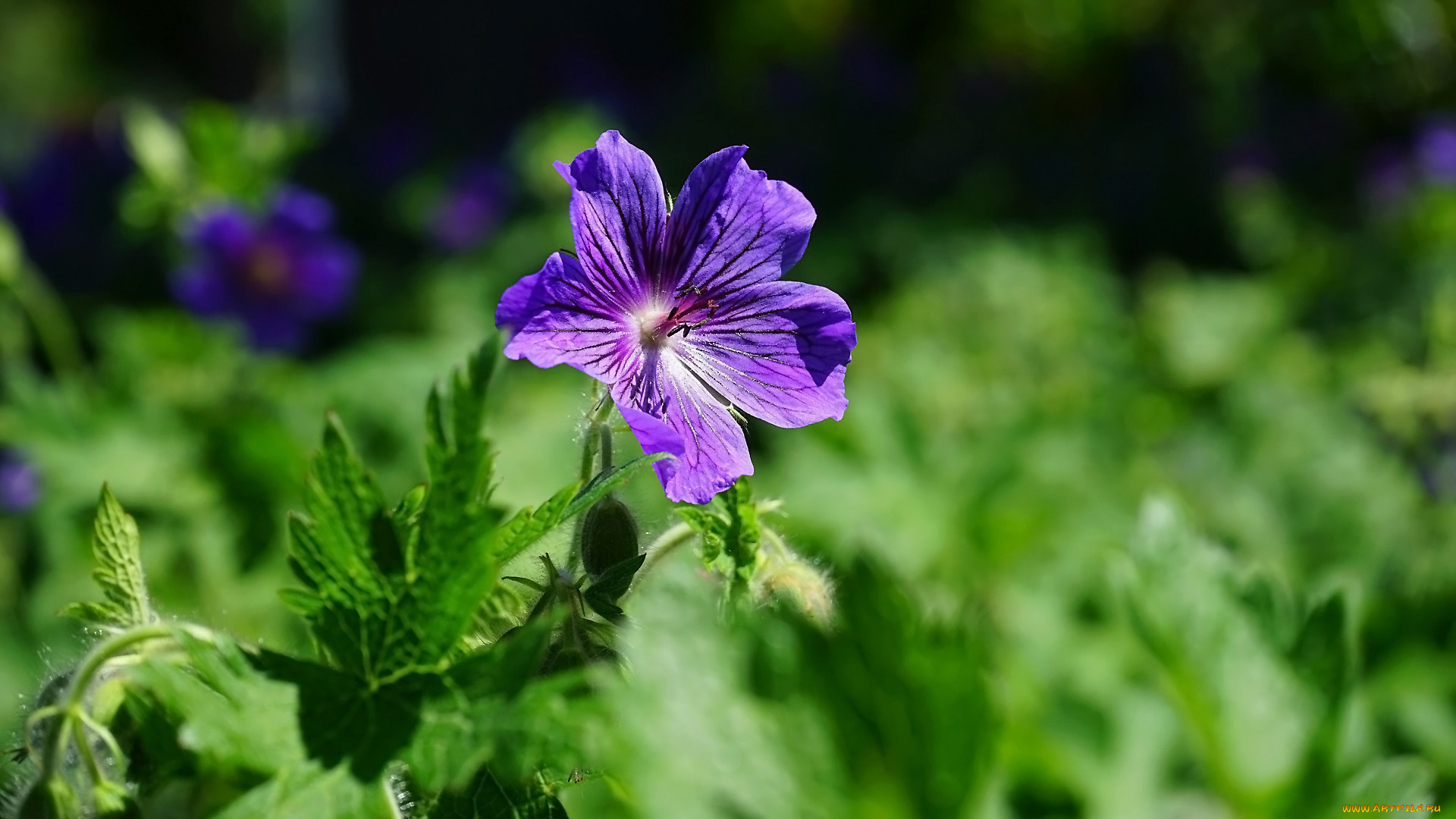 цветы, герань, луговая, лиловая