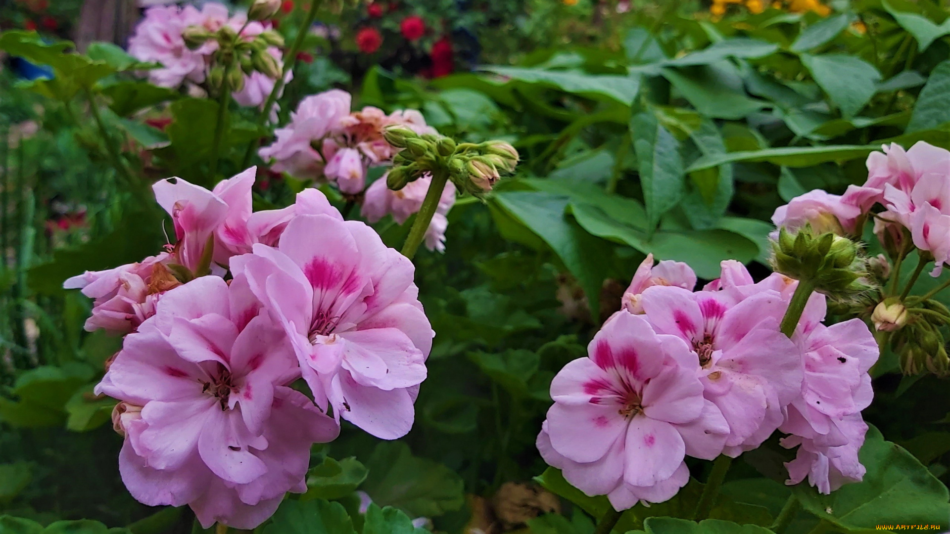 цветы, герань, розовая