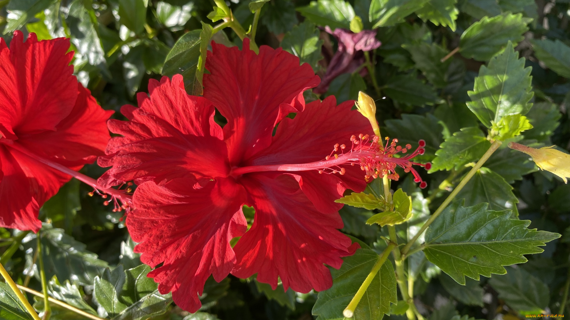 цветы, гибискусы, алый, гибискус, макро