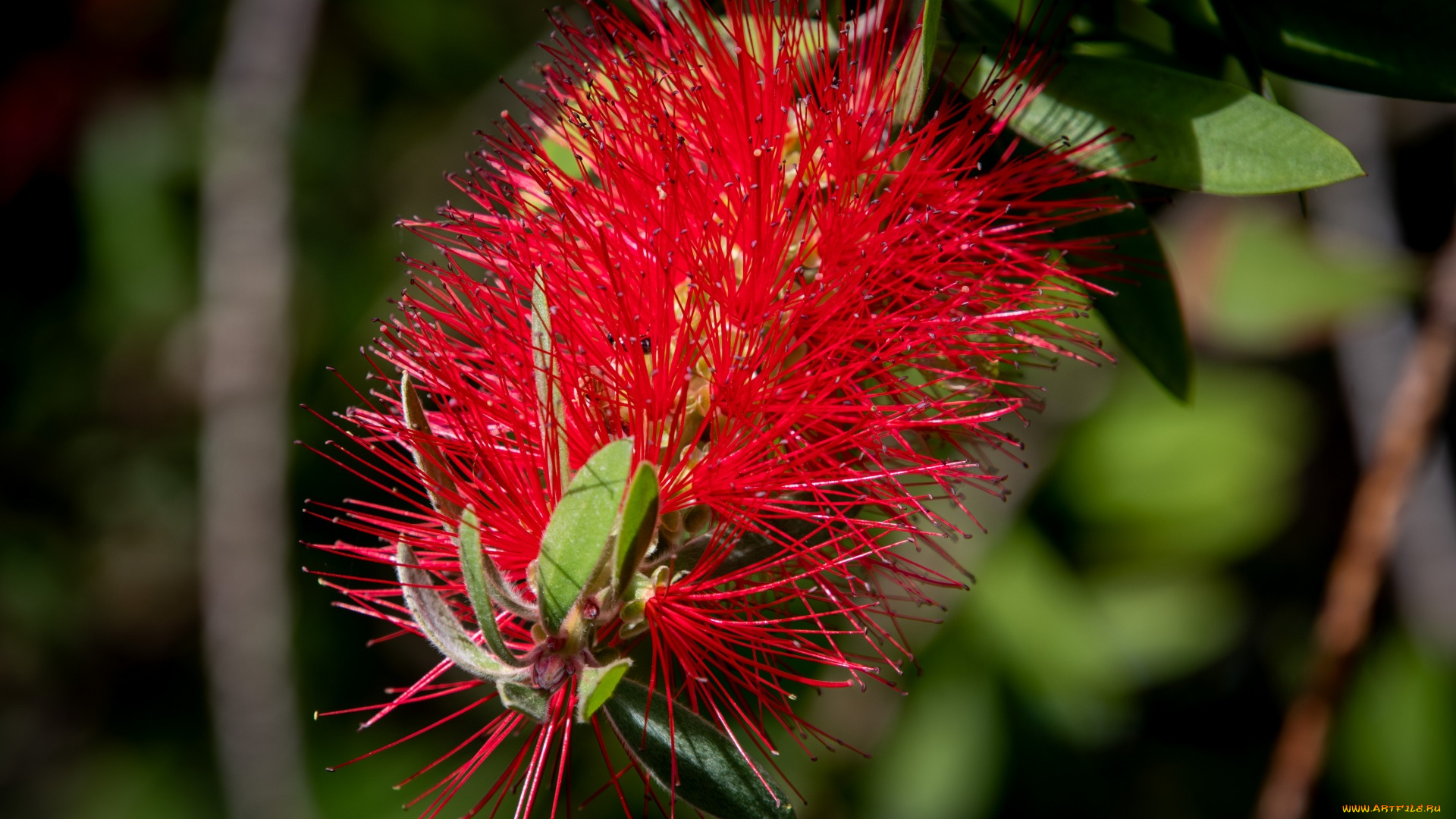 цветы, каллистемон, экзотика