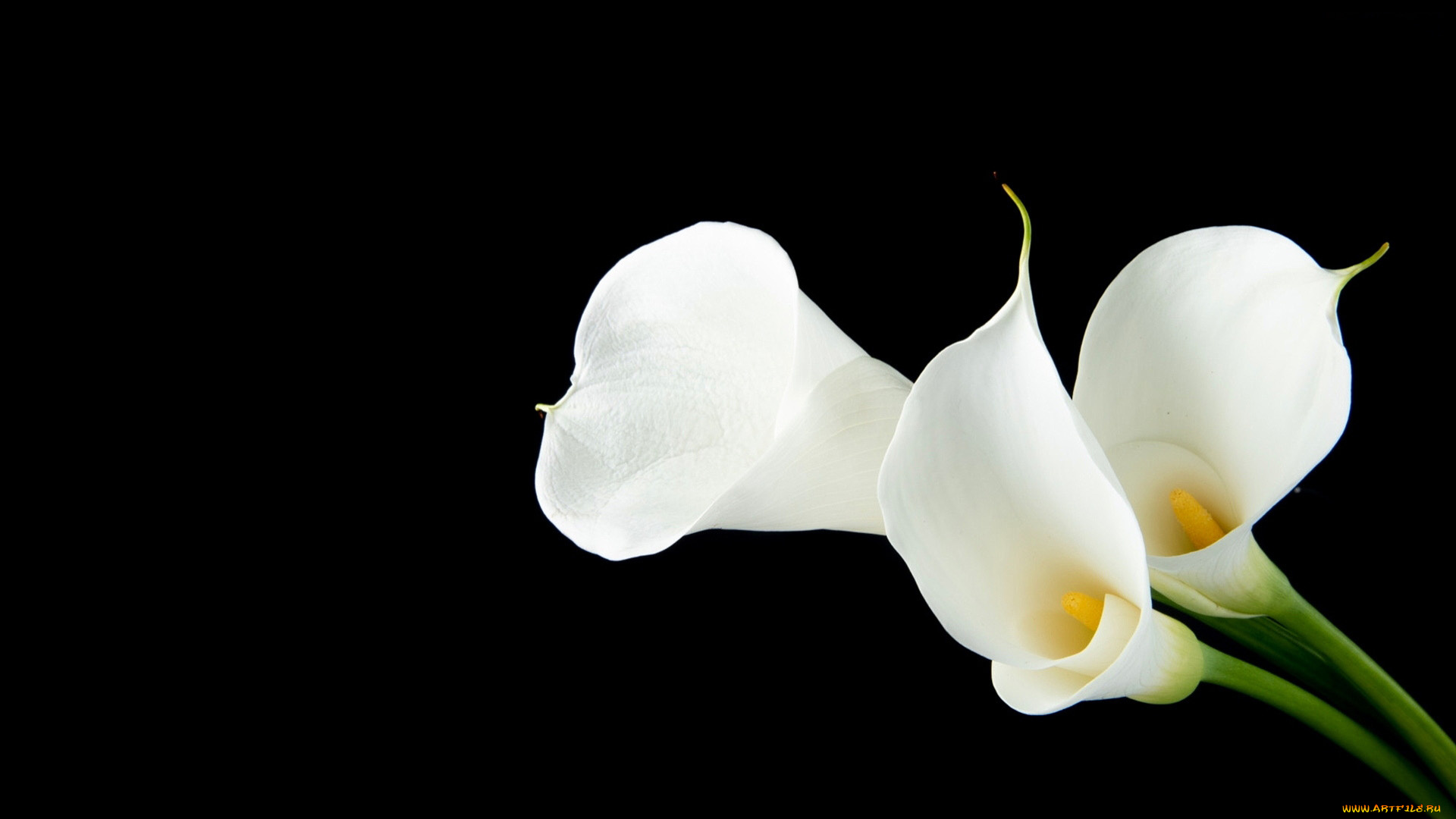 цветы, каллы, белые, трио, черный, фон
