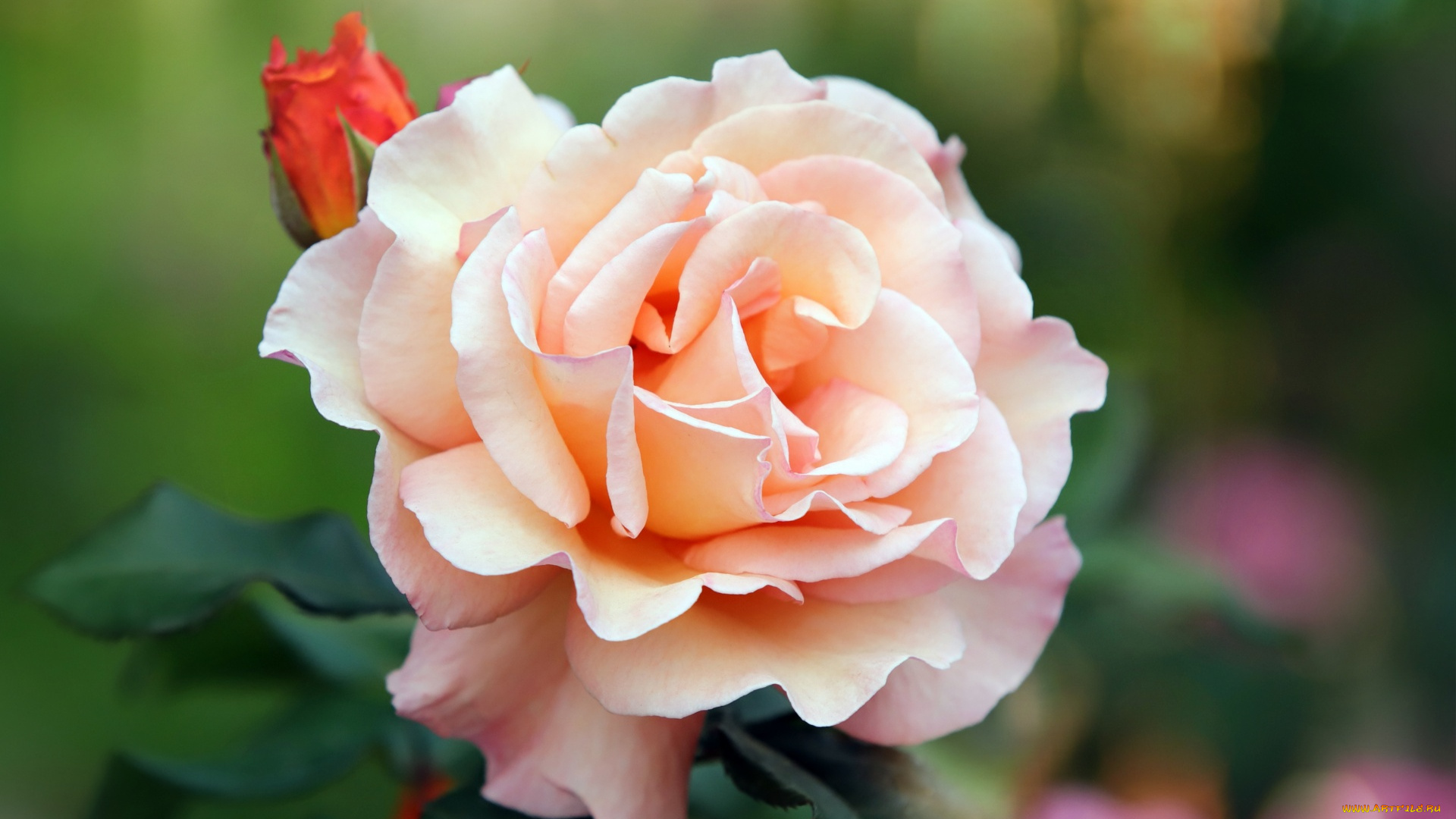 цветы, розы, нежная, роза, макро