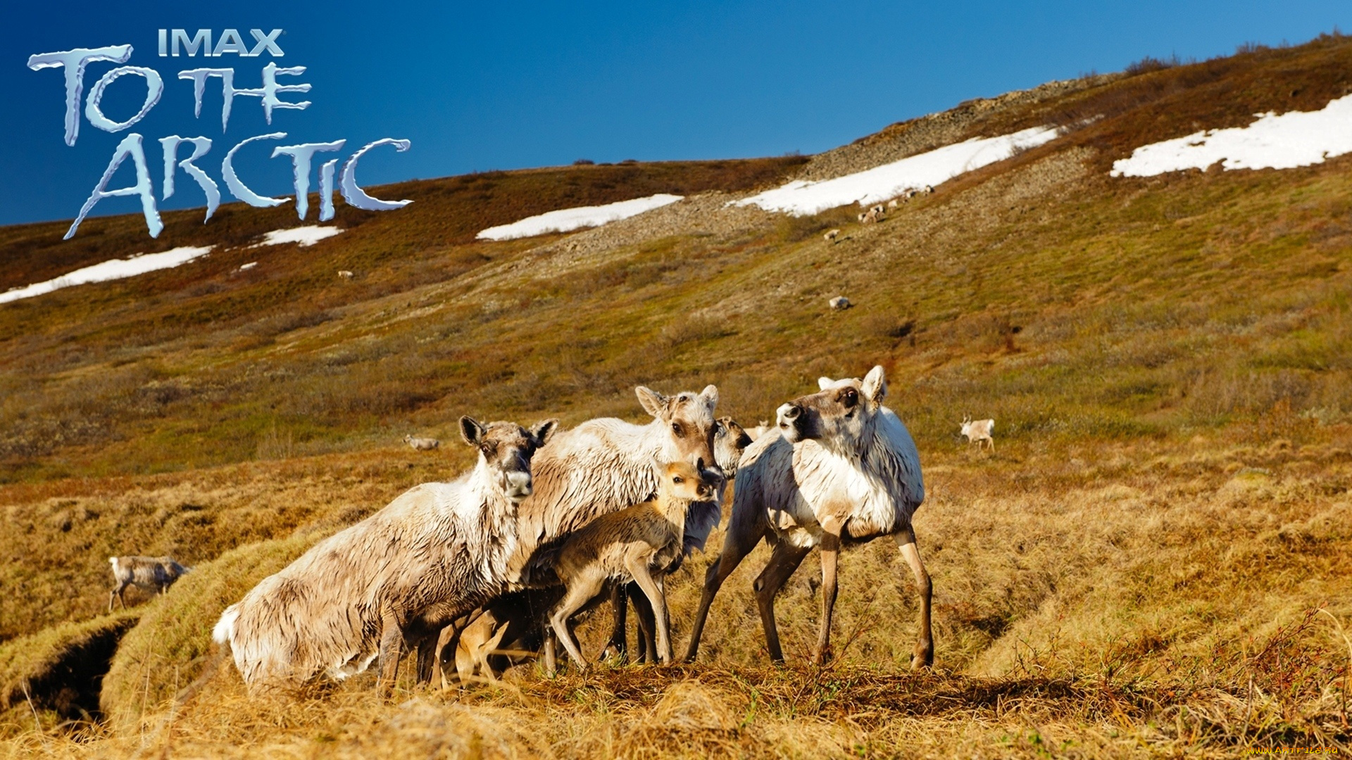 кино, фильмы, to, the, arctic, 3d, олени, тундра, снег