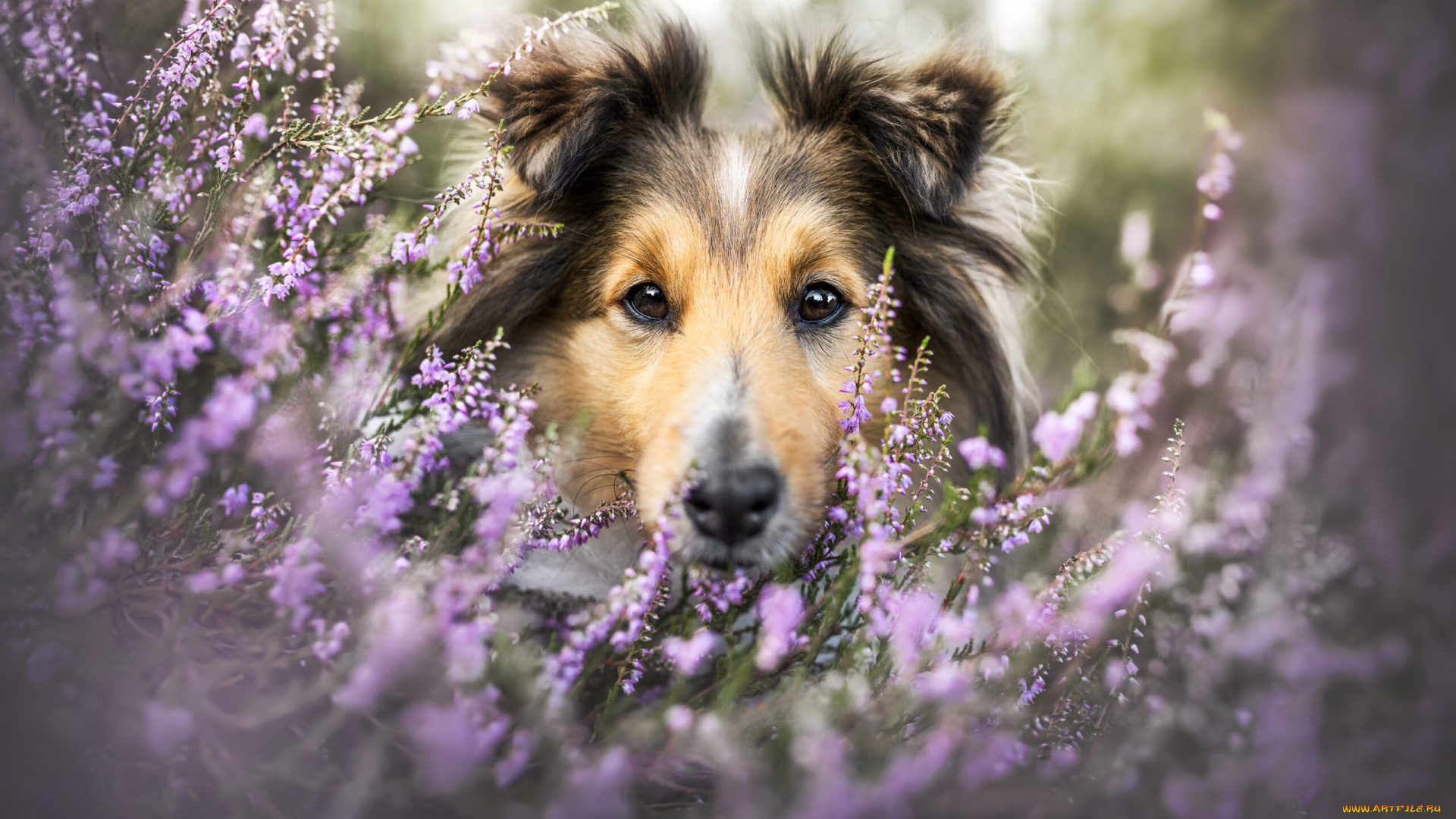 животные, собаки, собака