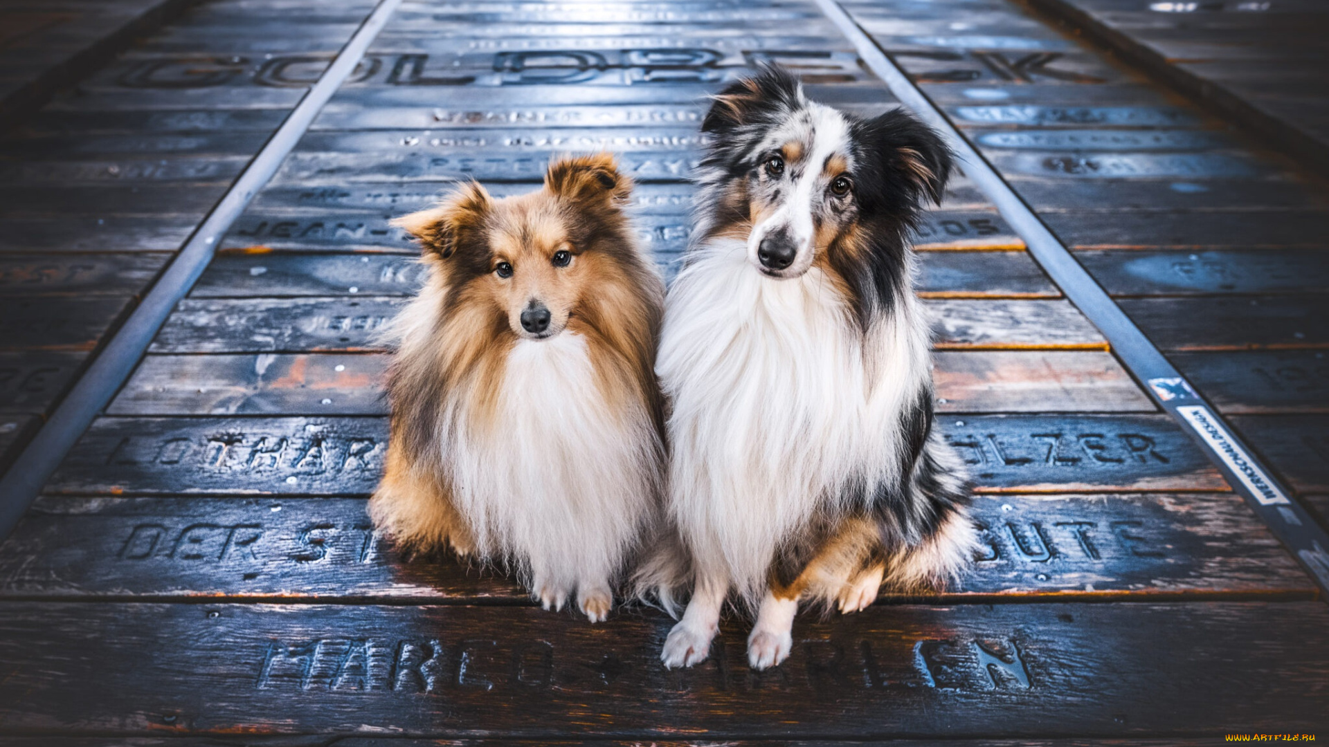 животные, собаки, собака