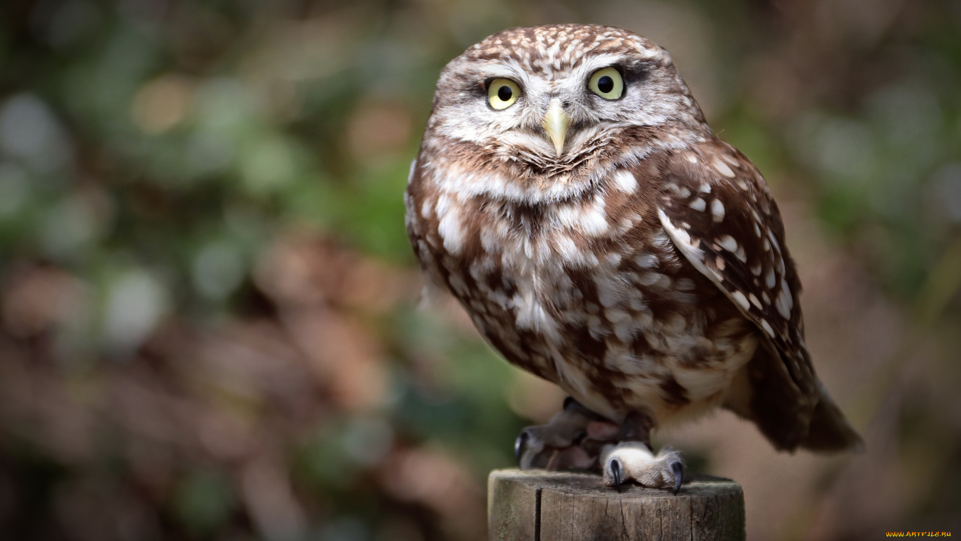 животные, совы, взгляд, свет, природа, сова, птица, столб, боке, сыч