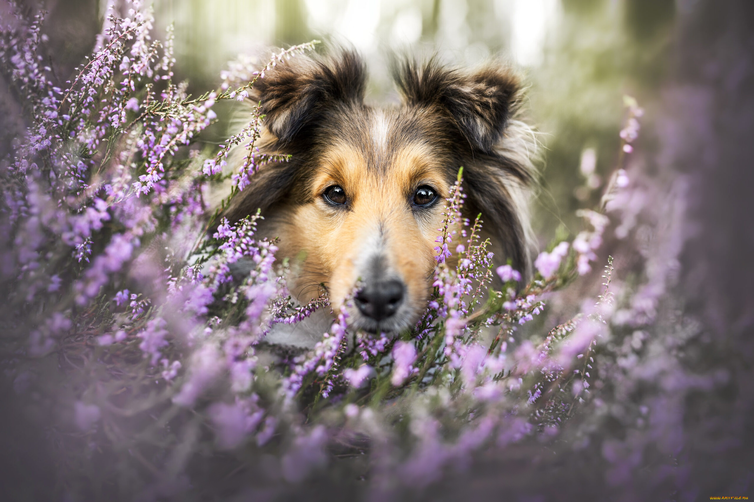 животные, собаки, собака