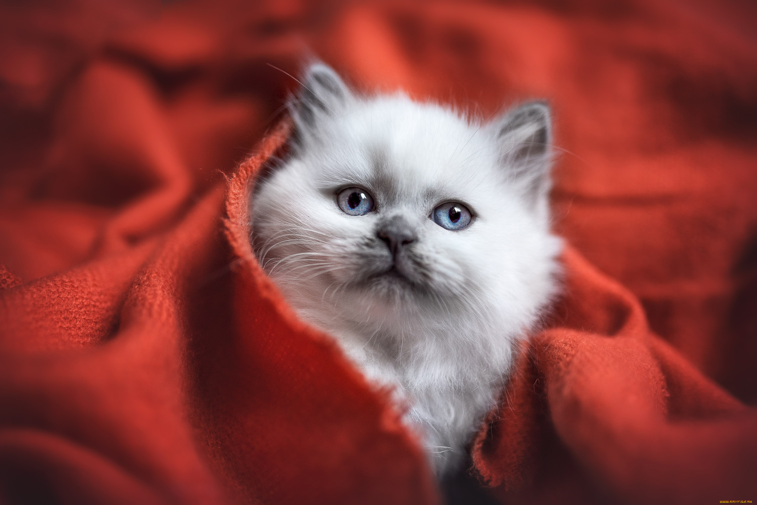 животные, коты, кот, кошка