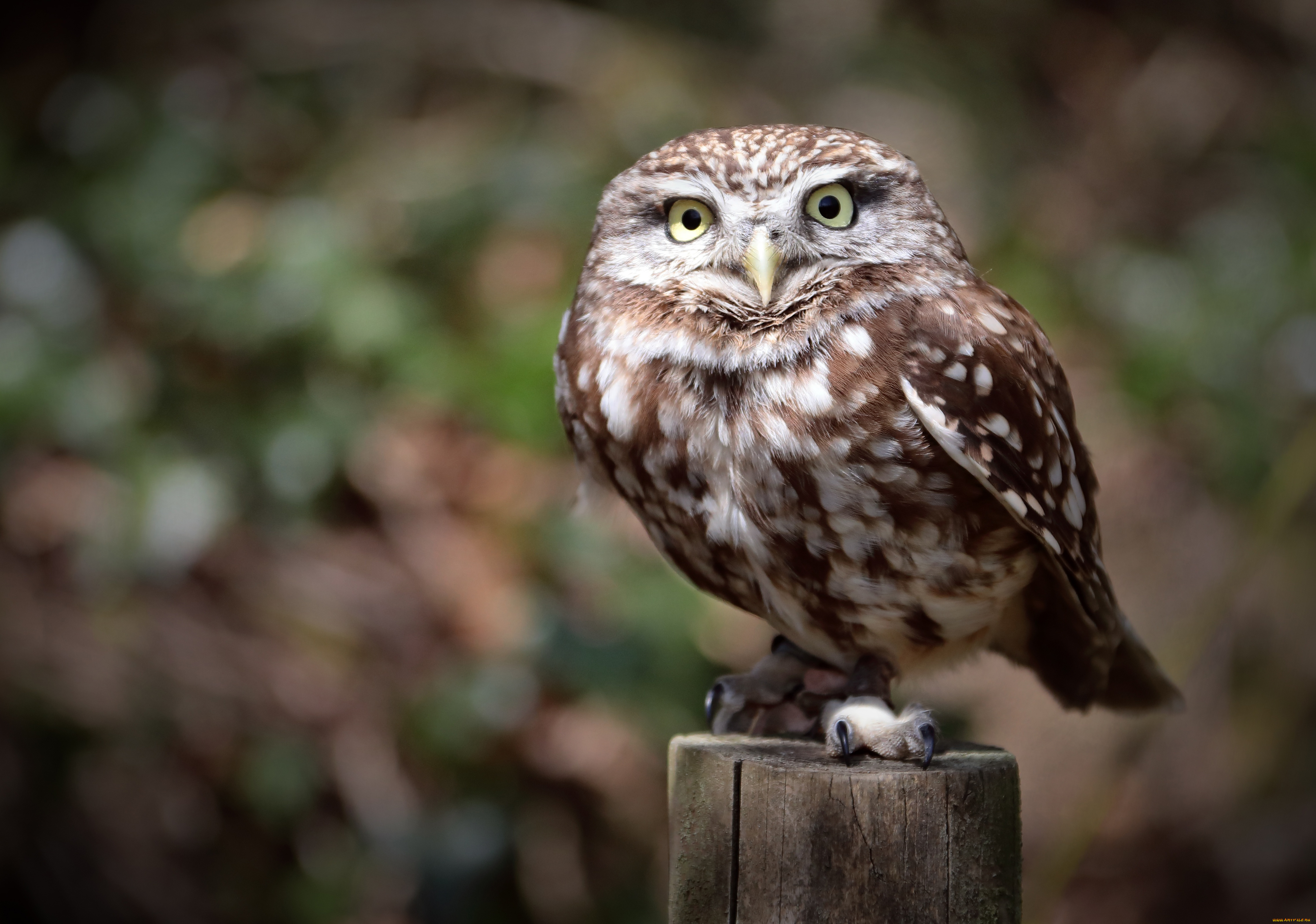 животные, совы, взгляд, свет, природа, сова, птица, столб, боке, сыч