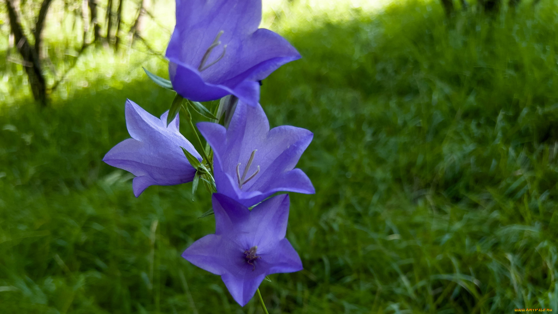 цветы, колокольчики, лиловые