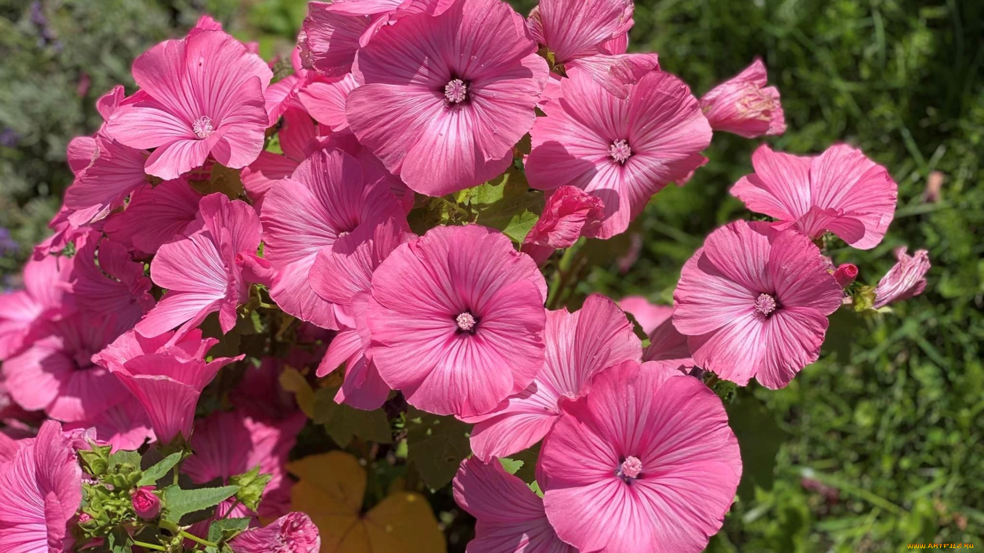 цветы, лаватера, розовая, много, макро