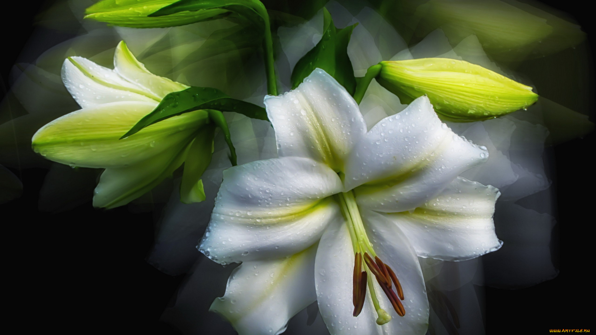 цветы, лилии, , лилейники, белая, лилия, капли