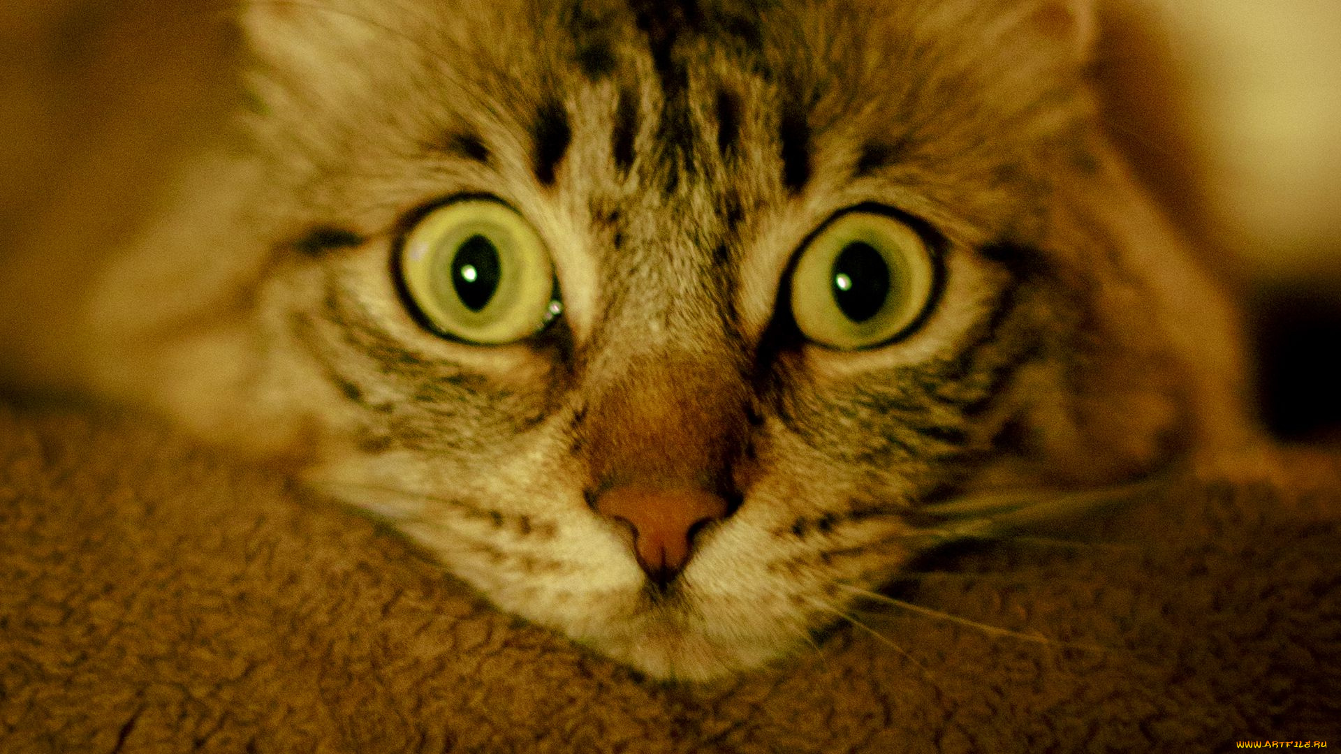 котик, животные, коты, кот, животное, фауна, взгляд, цвет, поза