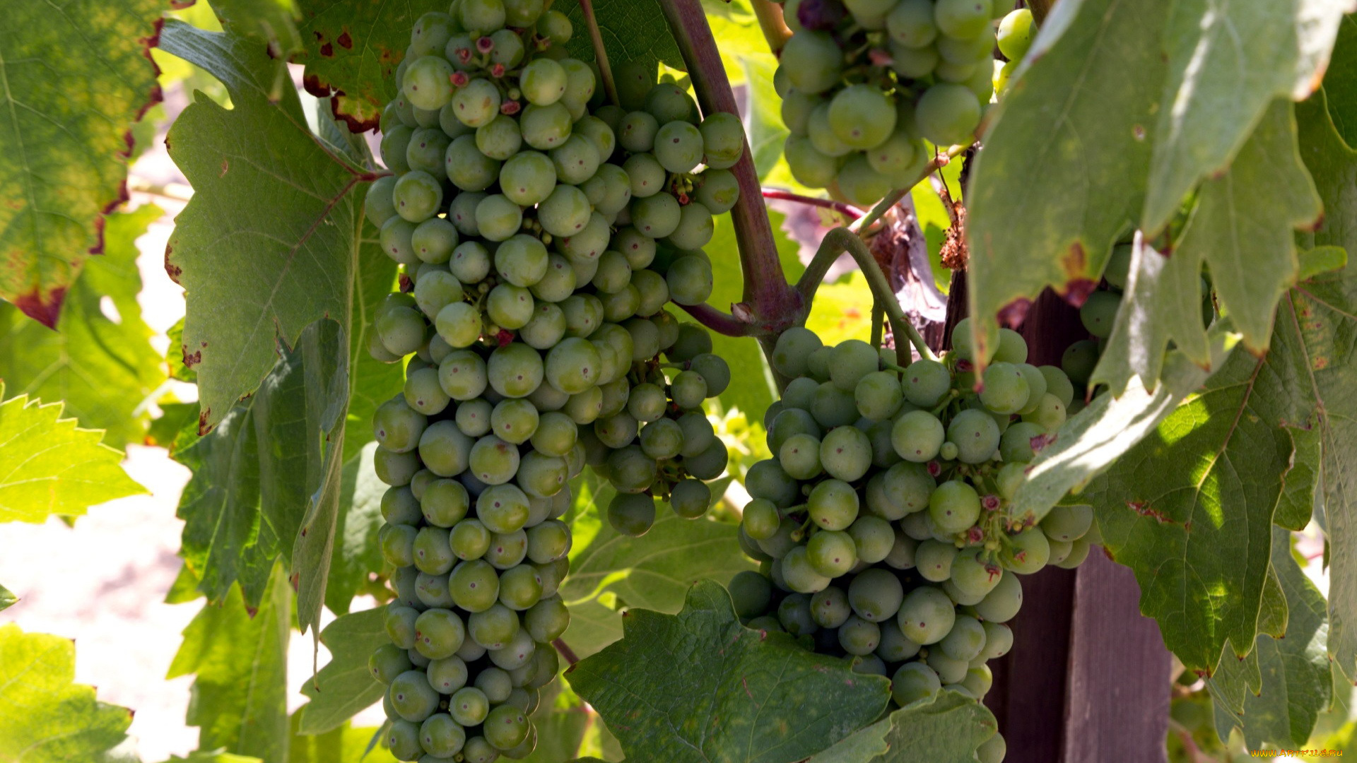 природа, ягоды, , виноград, зеленый, виноград, грозди