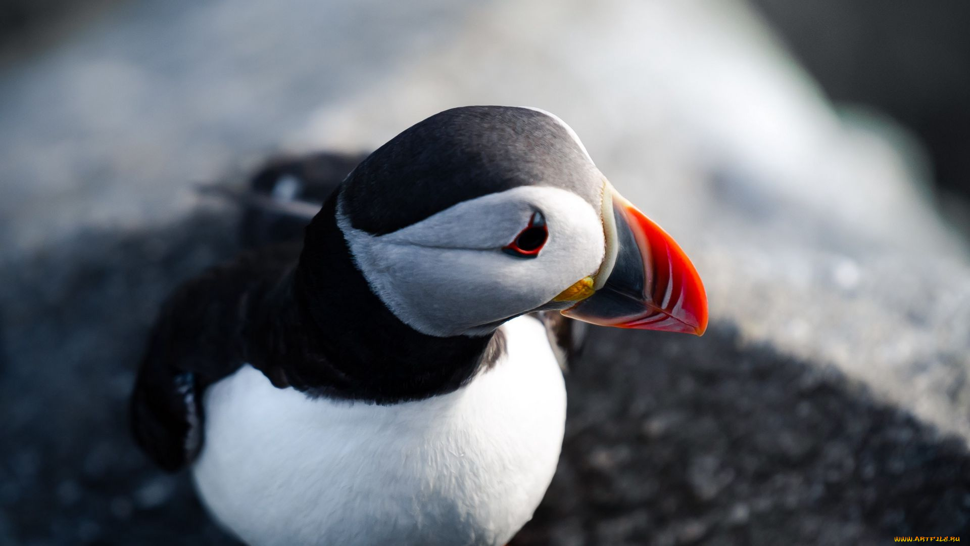 тупик, животные, тупики, фауна, дикая, природа