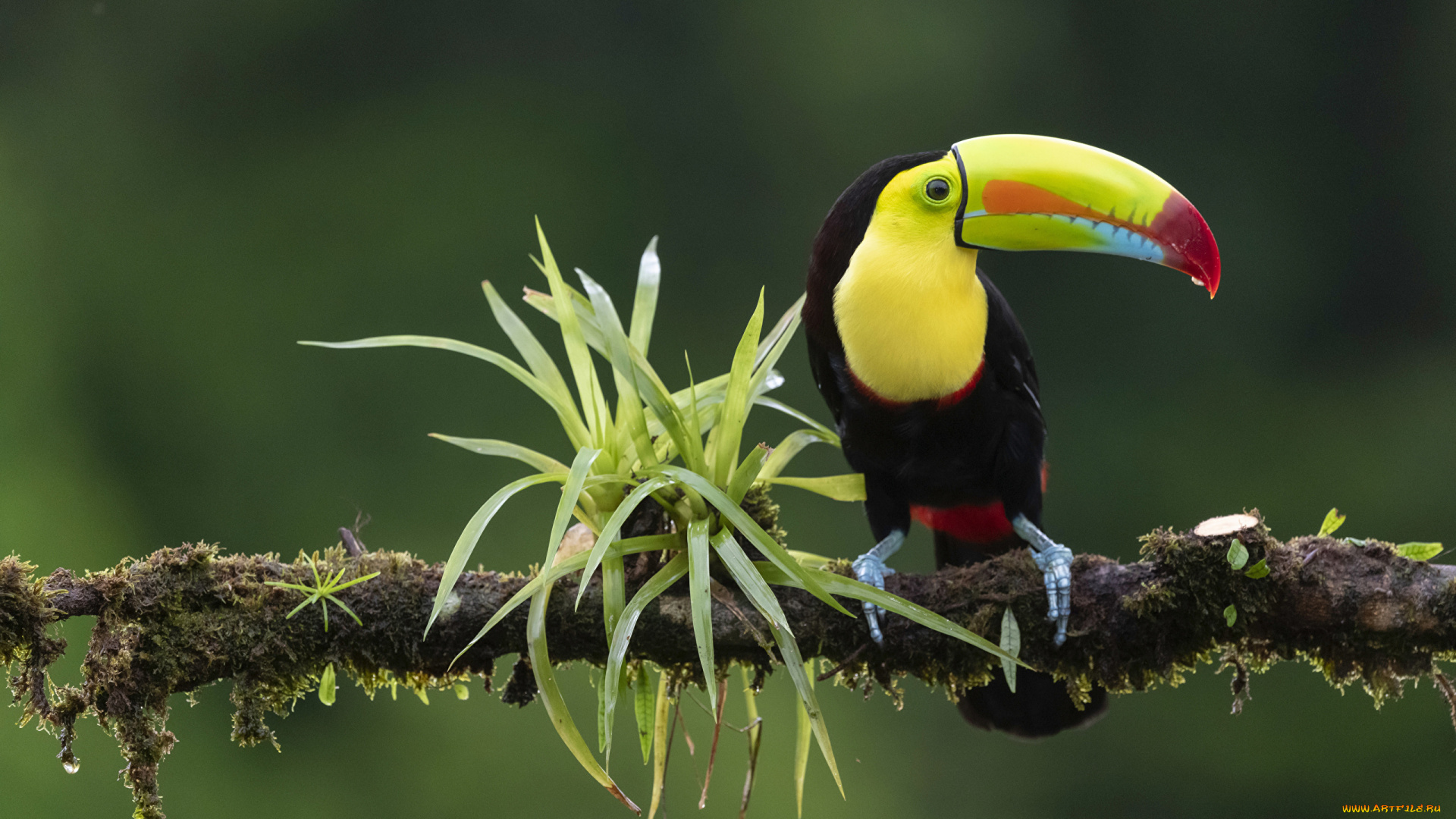 желтоклювый, попугай, животные, туканы, желтоклювый, попугай, птица, фауна, дикая, природа, ветка