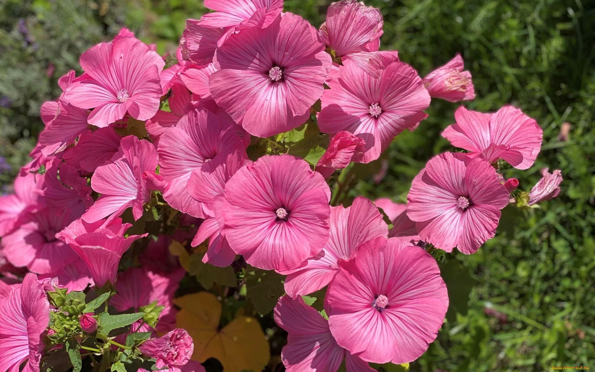 цветы, лаватера, розовая, много, макро