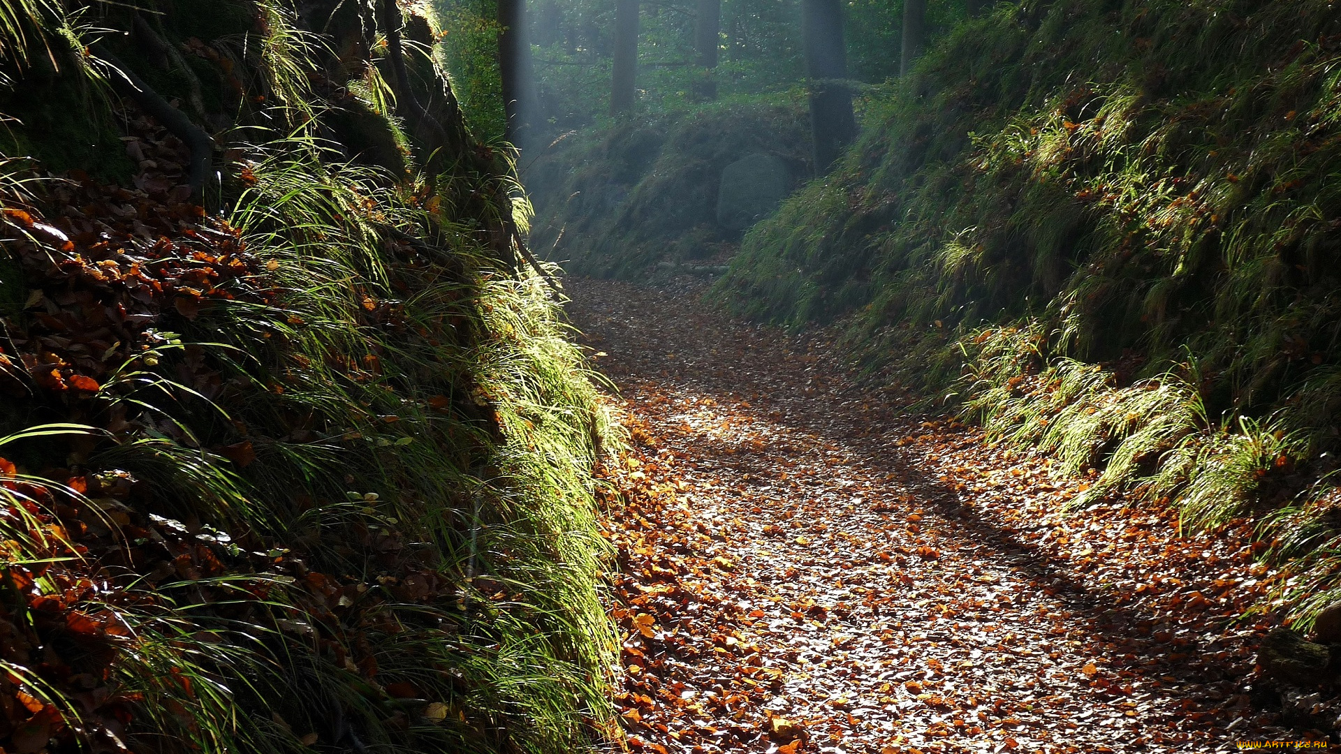 природа, дороги, осень, лес, листья, деревья, туман, дорога