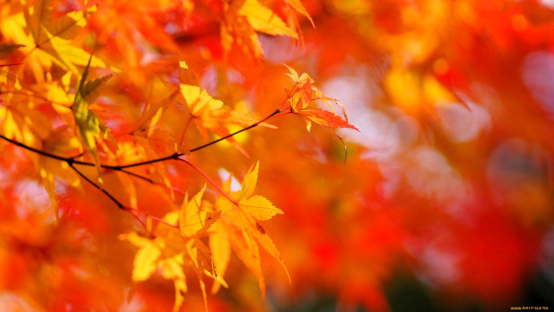 природа, листья, деревья, осень, ветки