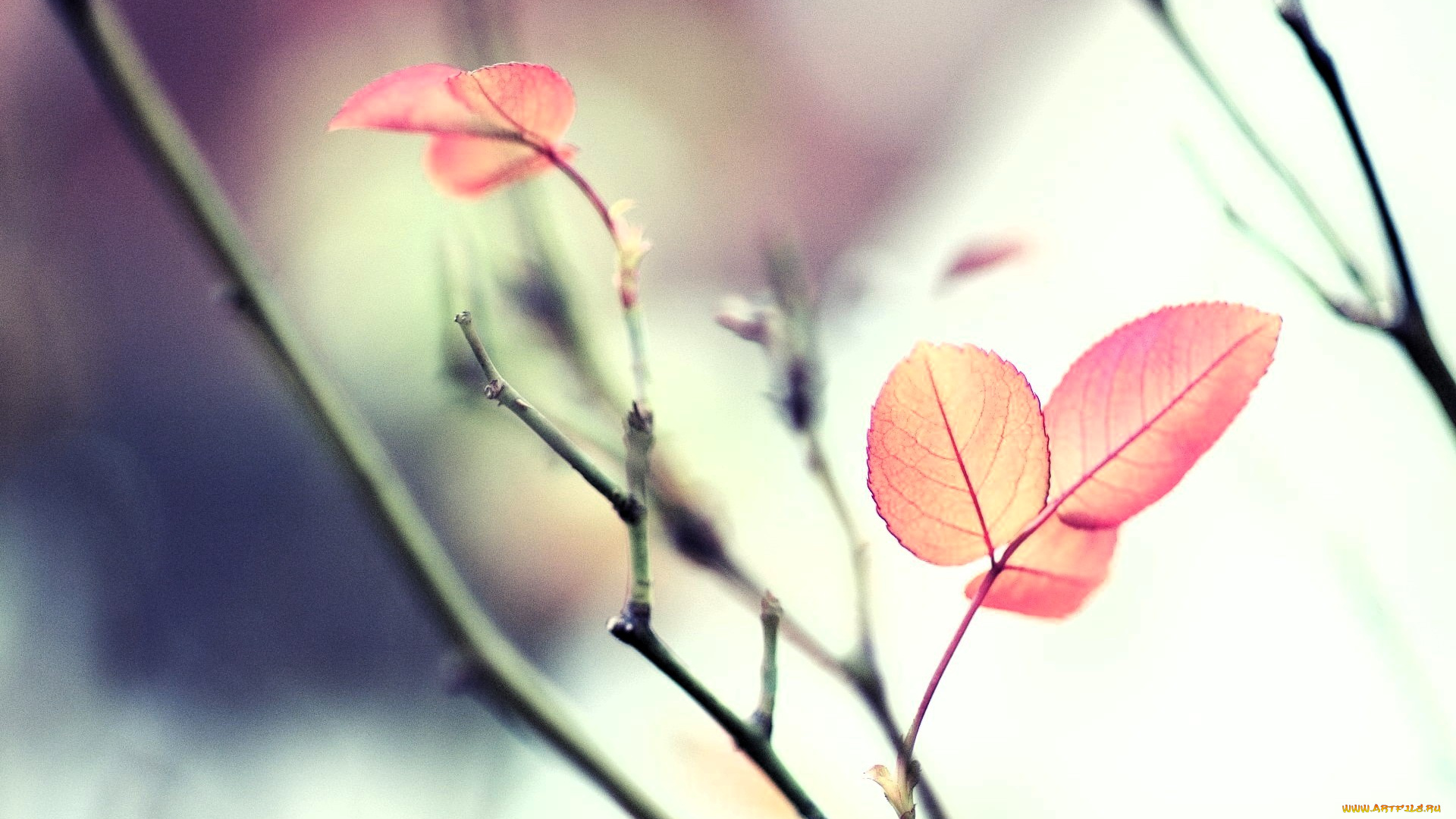 природа, листья, ветки, осень