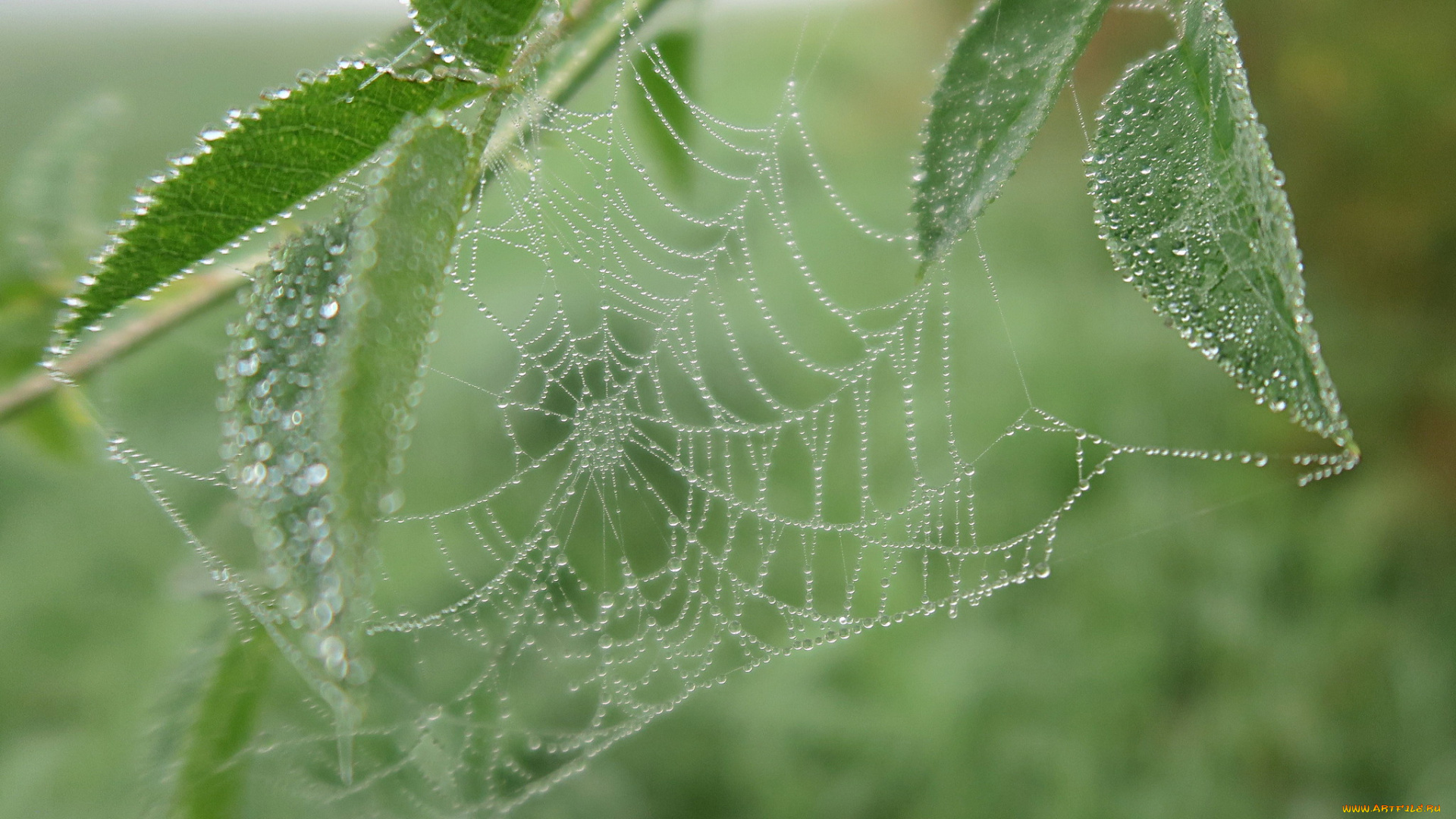 природа, макро, паутина, роса, капли