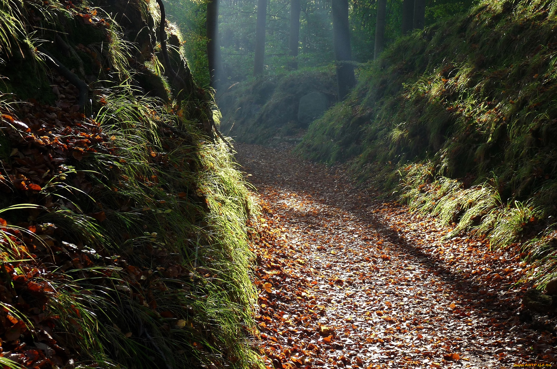 природа, дороги, осень, лес, листья, деревья, туман, дорога