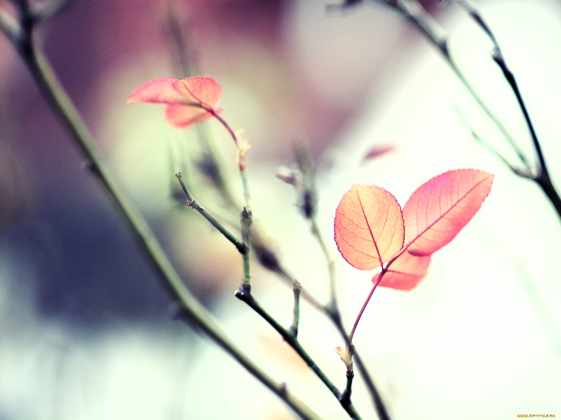 природа, листья, ветки, осень