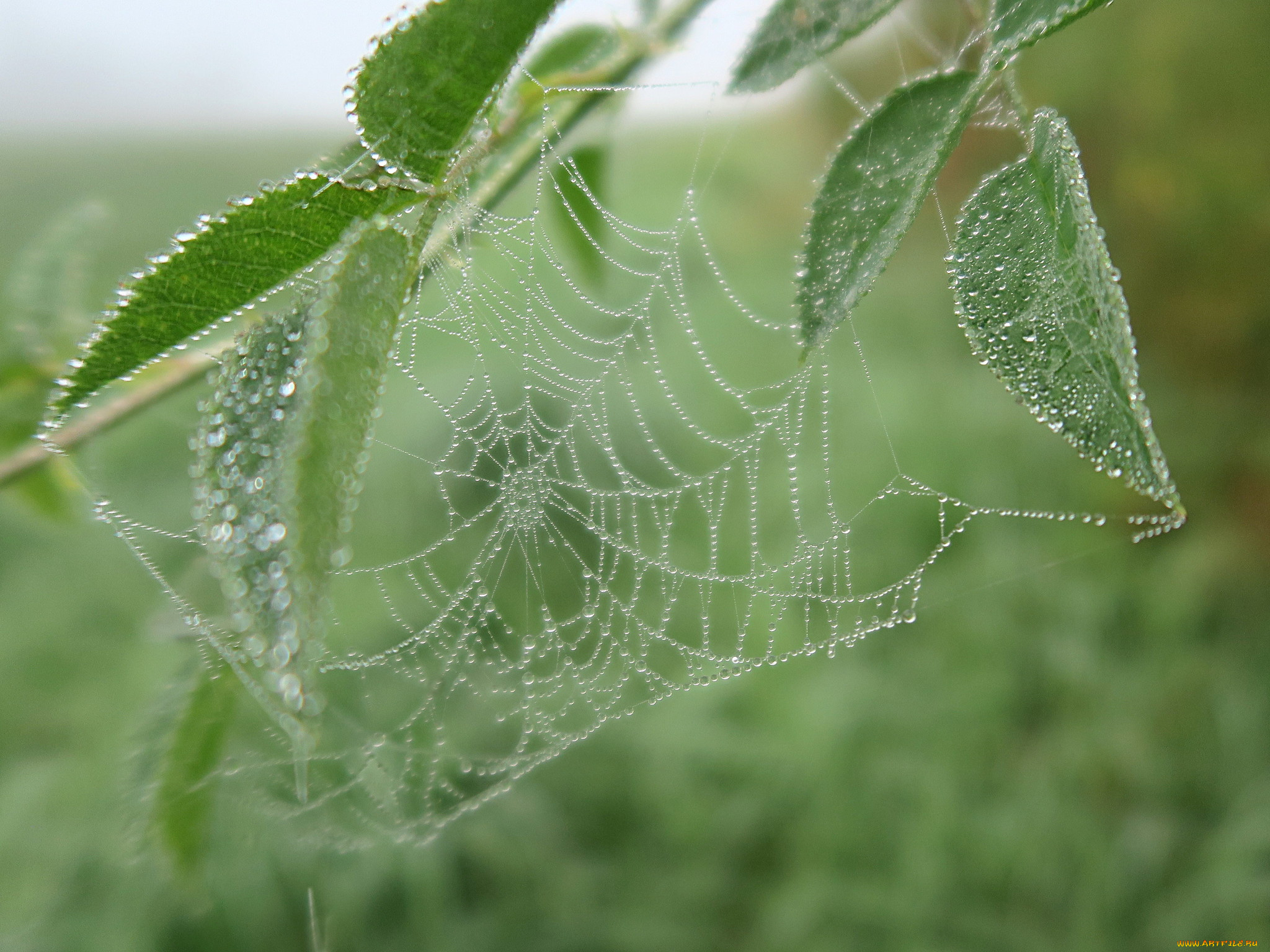 природа, макро, паутина, роса, капли
